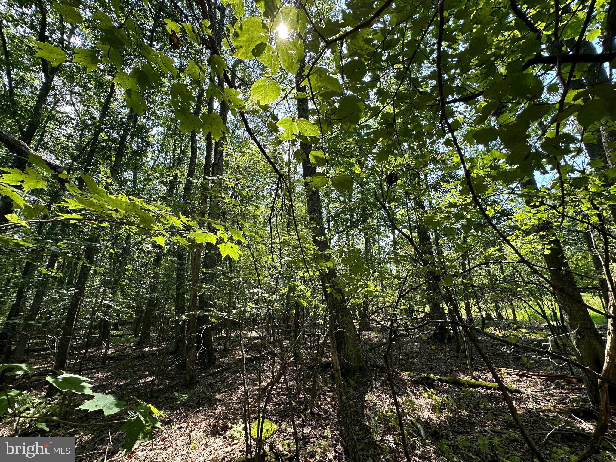 MURRAY WOODS - Land