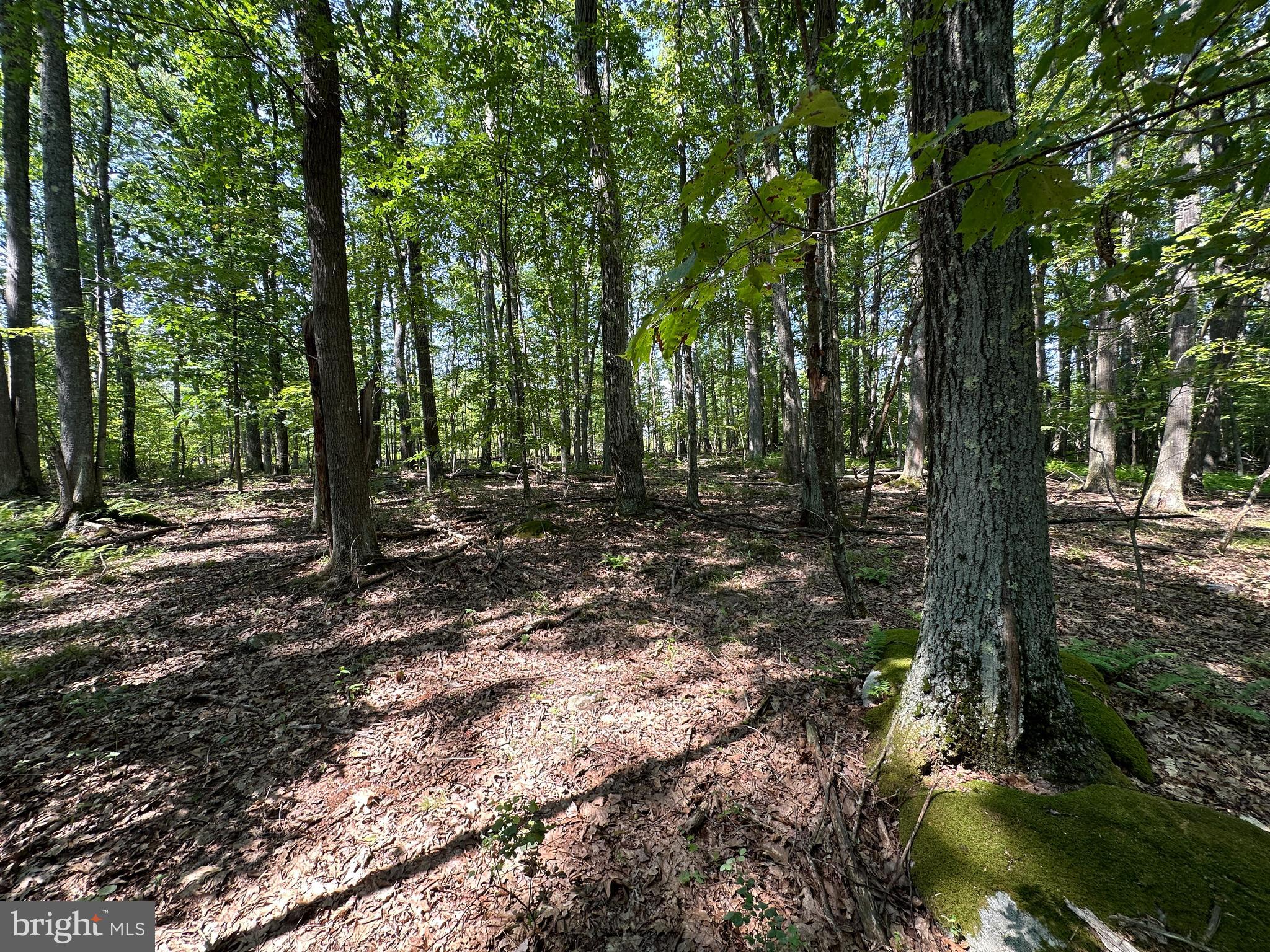 MURRAY WOODS - Land
