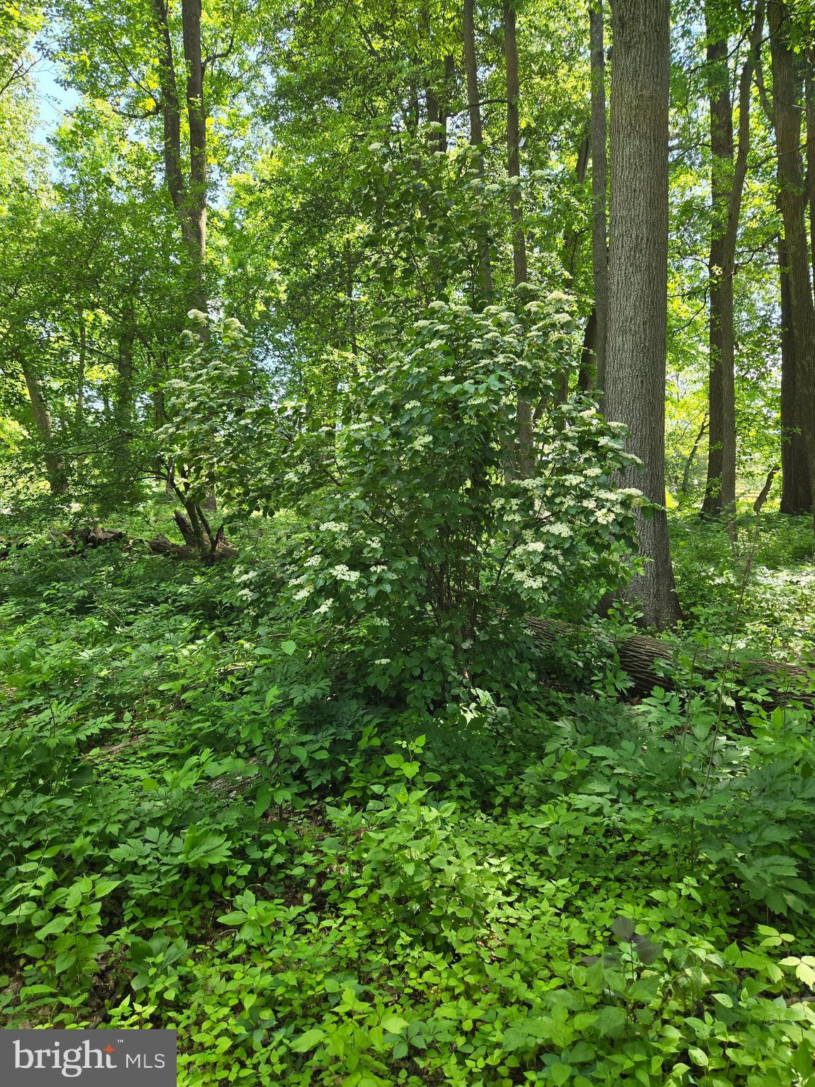 SOLEBURY FARMS EST - Residential