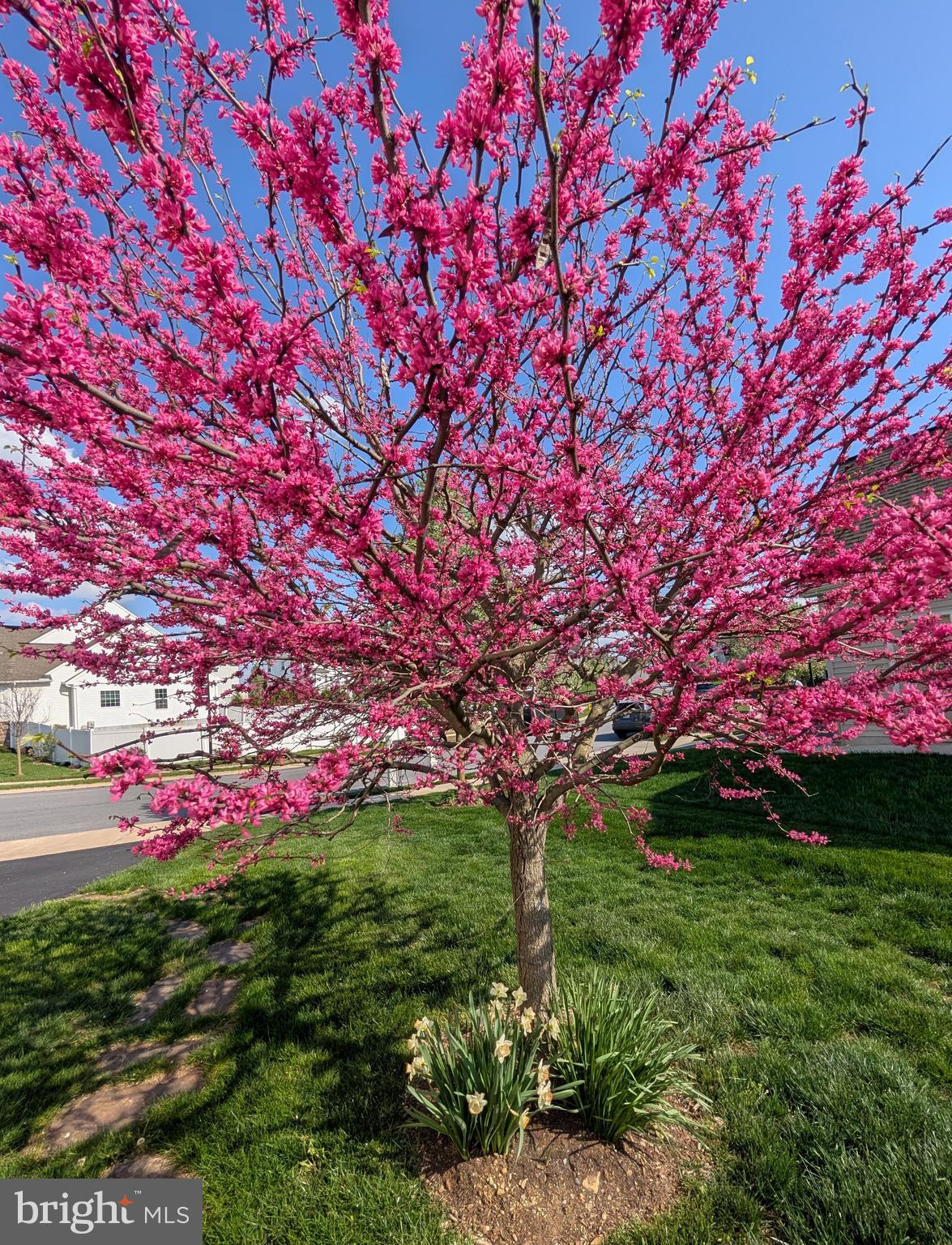 THE MEADOWS AT BACHMAN RUN - Residential
