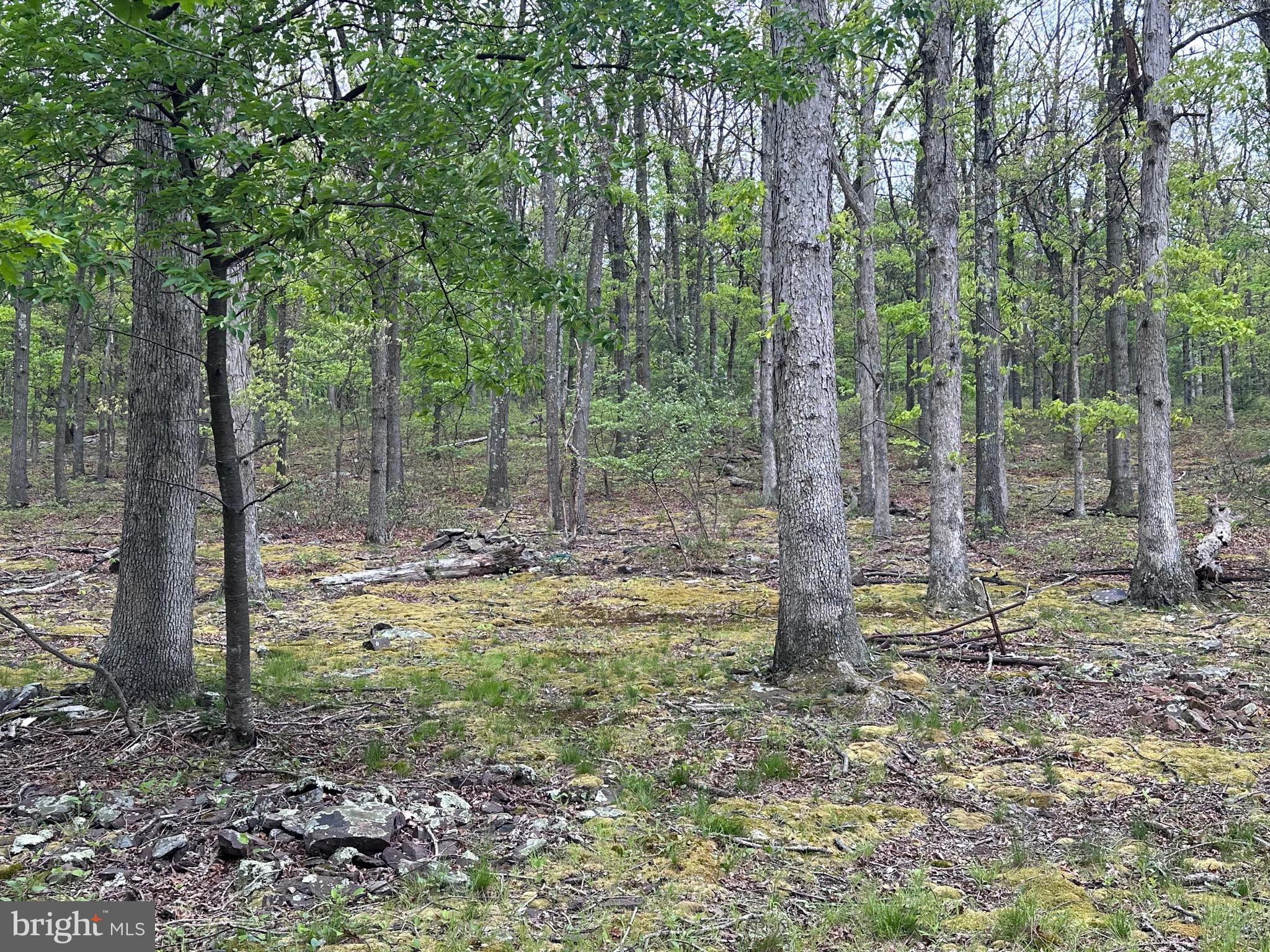 WELL ESTABLISHED 1.23 ACRES FRONTING ON CUT OFF ROAD. UNRESTRICTED.  EXISTING GRAVEL DRIVEWAY. UTILITIES AT SITE.  FRONT PORTION CLEARED. 90% FULLY WOODED.  OLD WOODEN SHED REMAINS ON PROPERTY. SHORT DRIVE TO WALMART OR KEYSER.  PERECT BUILDING SITE WITH MINIMAL WORK NEEDED. DIRECTLY ADJOINS HOUSE FOR SALE WITH 1.12 ACRES.  BUY BOTH PROPERTIES WITH A COMBINED ACREAGE OF 2.35 ACRES.