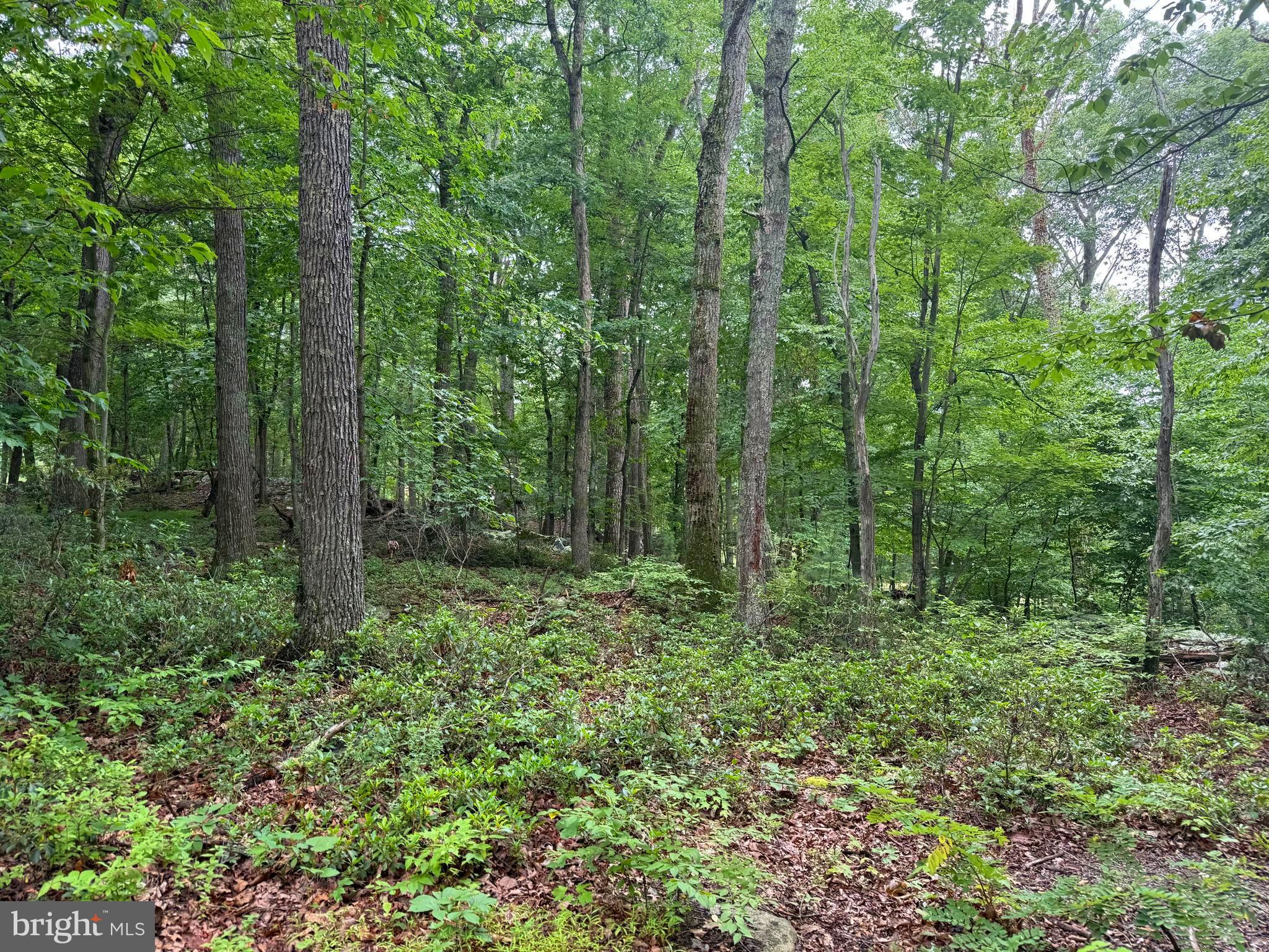 CABIN AT CAPON BRIDGE - Land