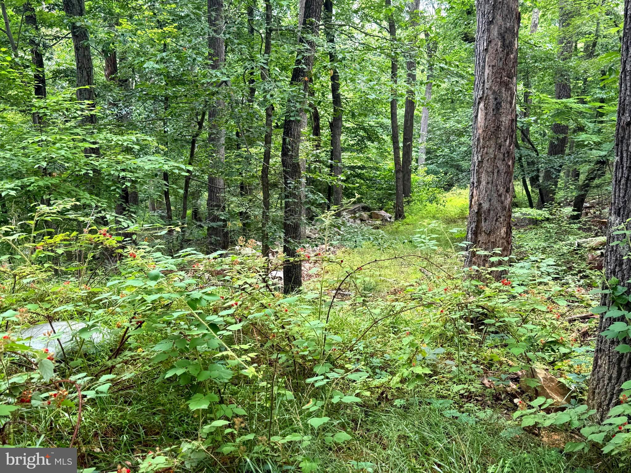 CABIN AT CAPON BRIDGE - Land