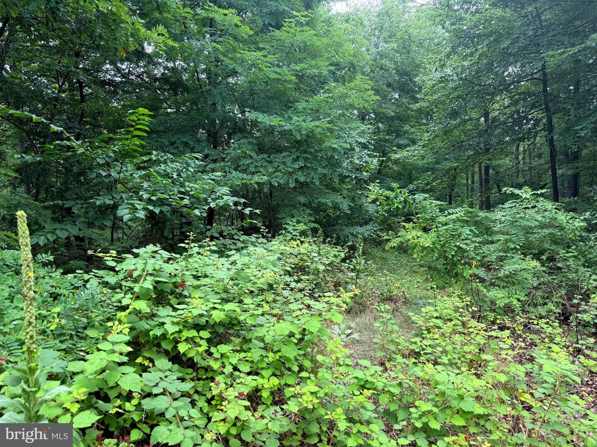 CABIN AT CAPON BRIDGE - Land