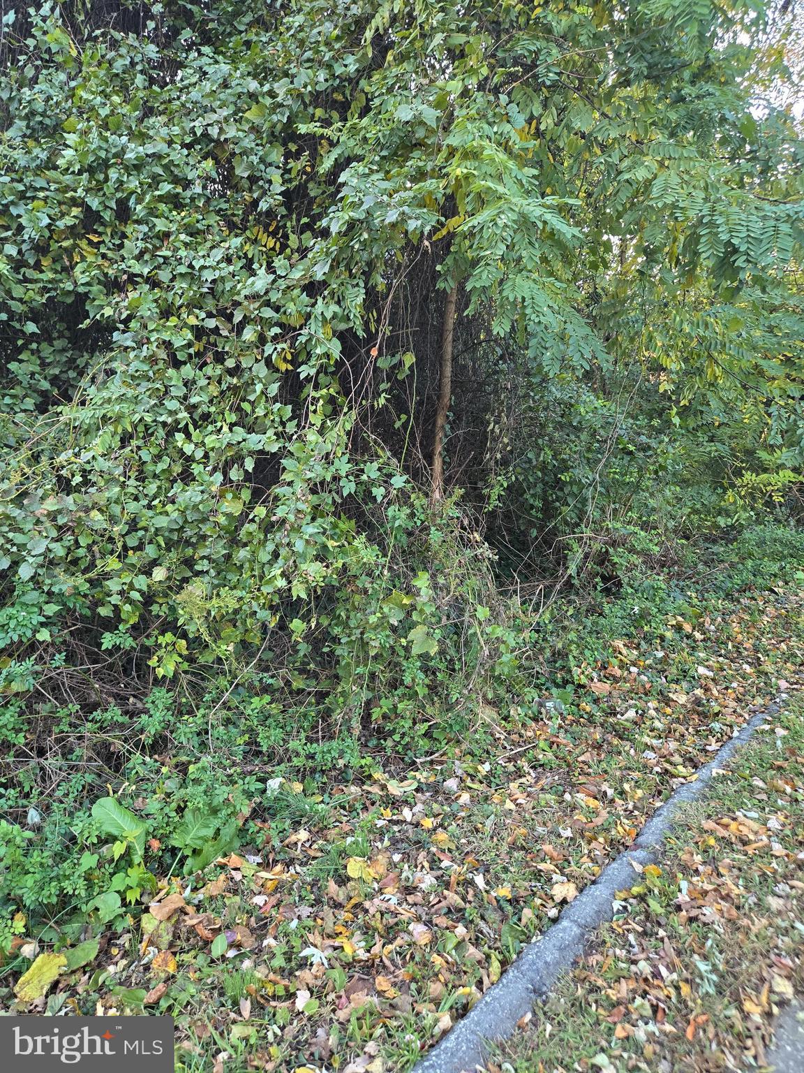 Building lot zoned RSF65 which may allow for a single family house to be built.  The previous house was torn down years ago.   Buyer can request time for a feasibilty study.  Located on  a corner lot in a residential neighborhood in Bowie.  Lot is 6575 Sq. Ft. and is currently overgrown with trees.