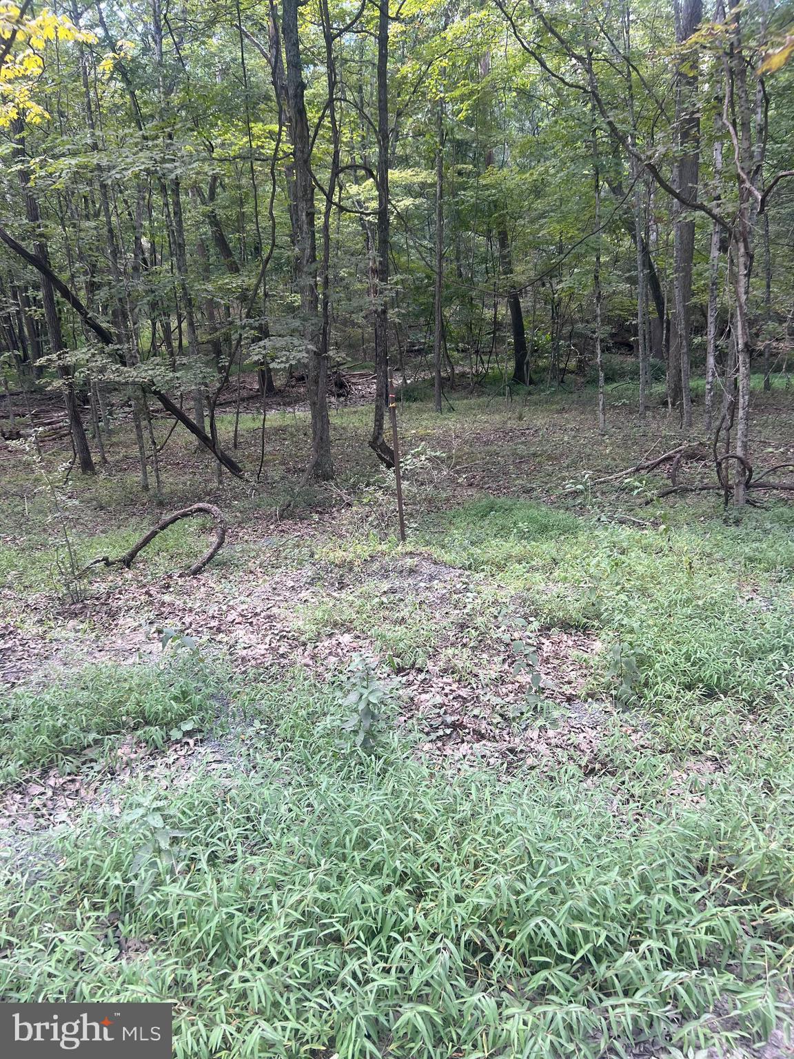 What a great parcel of property ! Hard to find lightly restricted family land at a bargain price ! Land lays really nice  and is gently rolling to level w/ easy access off a state-maintained rd. A wet weather stream runs through a good portion of the property .So come out to Wild, Wonderful Hampshire Co WV  and ride your ATV's ,shoot your guns, star gaze away from city lights and become a Mountaineer! This would be a great parcel to build your residence ,second vacation log home or just invest in land instead of the plummeting dollar ! See this one first and you'll be glad you did because parcels this nice at this price don't come along often!*** Certain family members have right of first refusal to match any contract. Those documents will be made available in the docs section of the listings ***