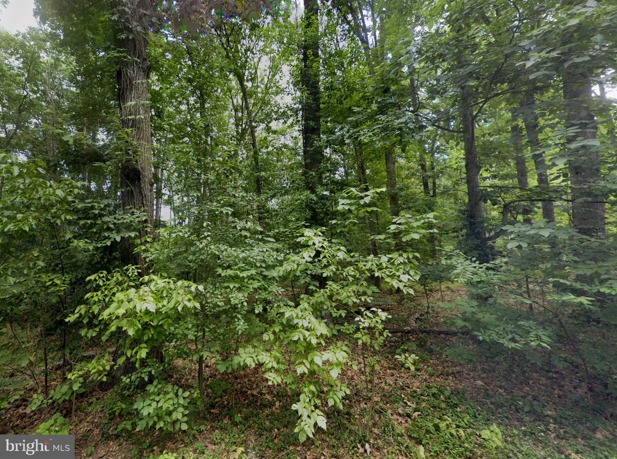 SHENANDOAH FOREST - Land