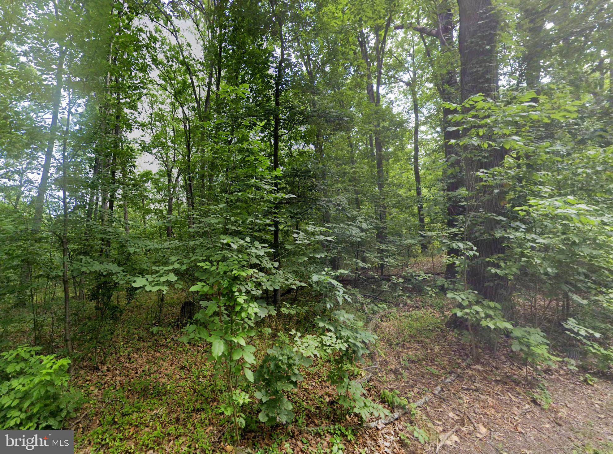 SHENANDOAH FOREST - Land