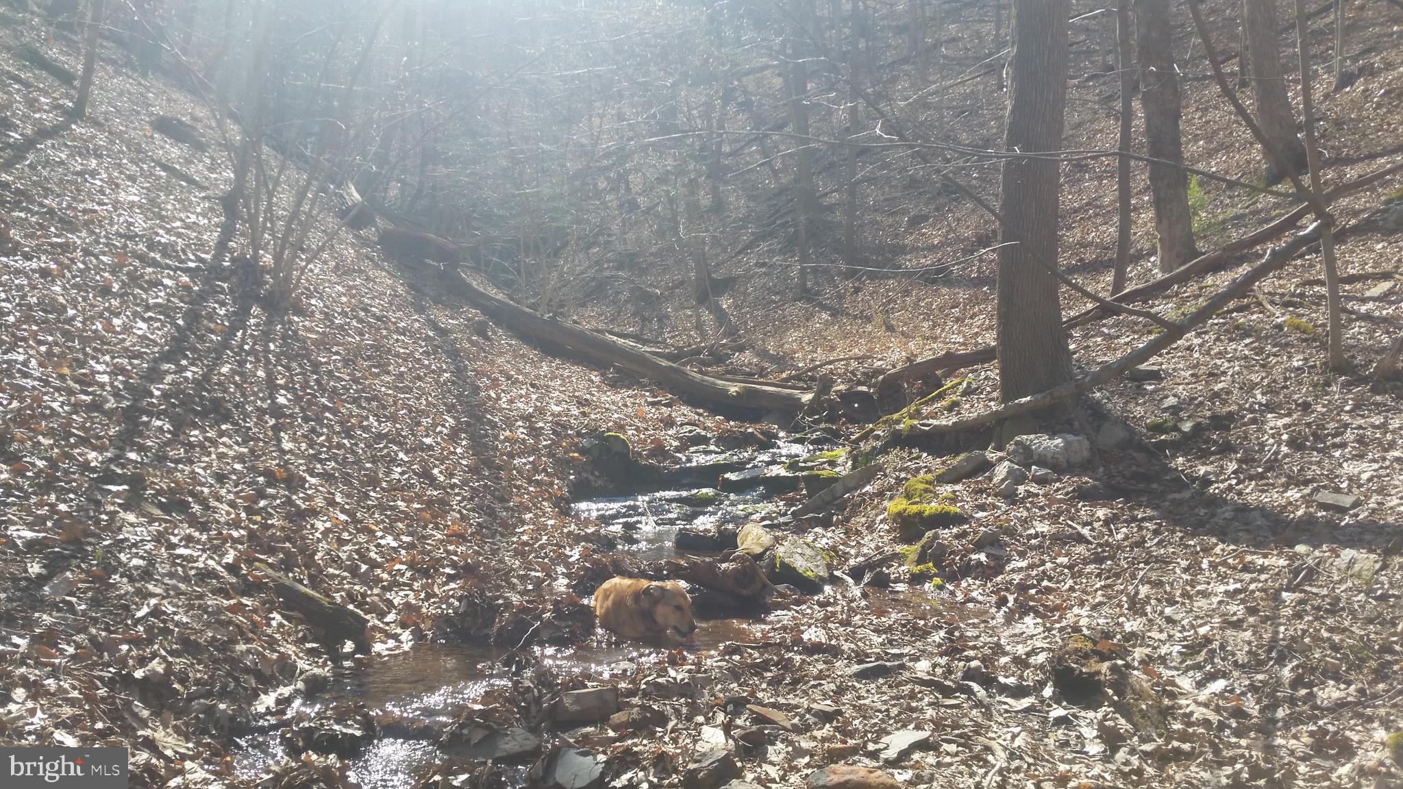 CACAPON RIVER COLONY - Land