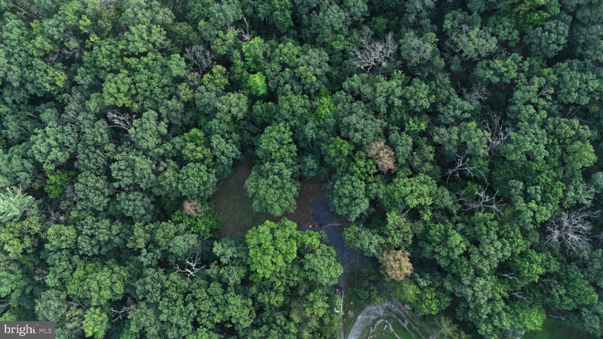 SHEN FOREST - Land