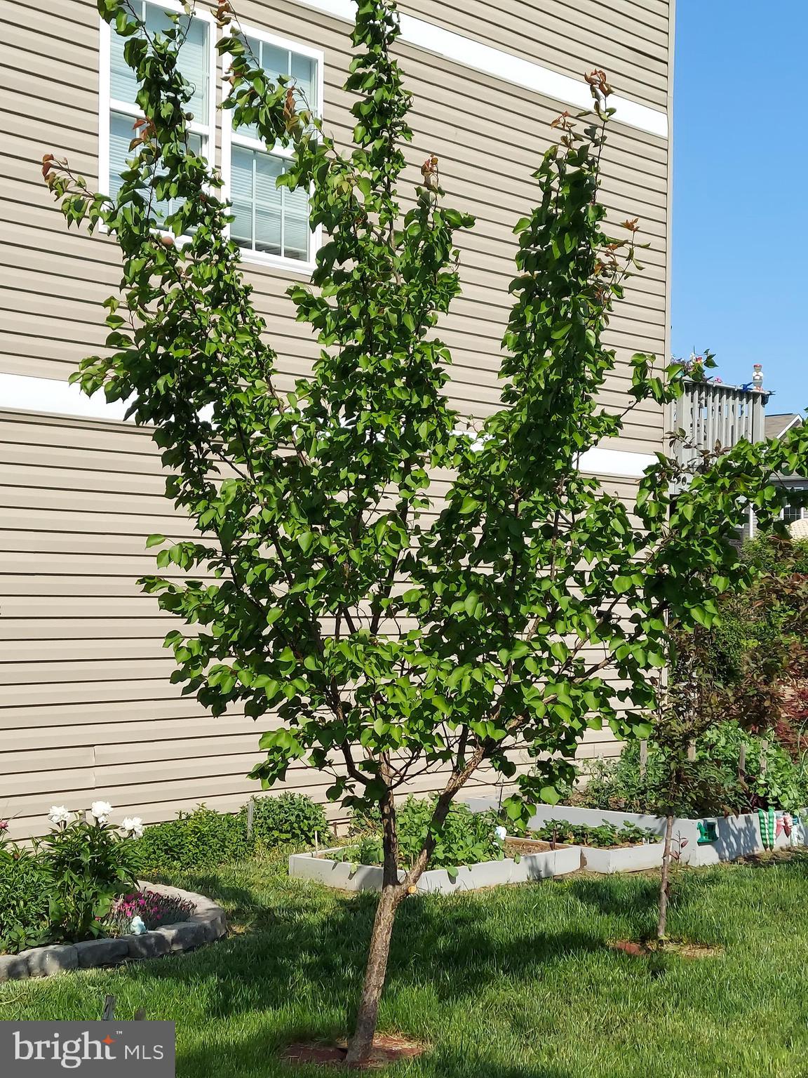BERKELEY RIDGE - Residential