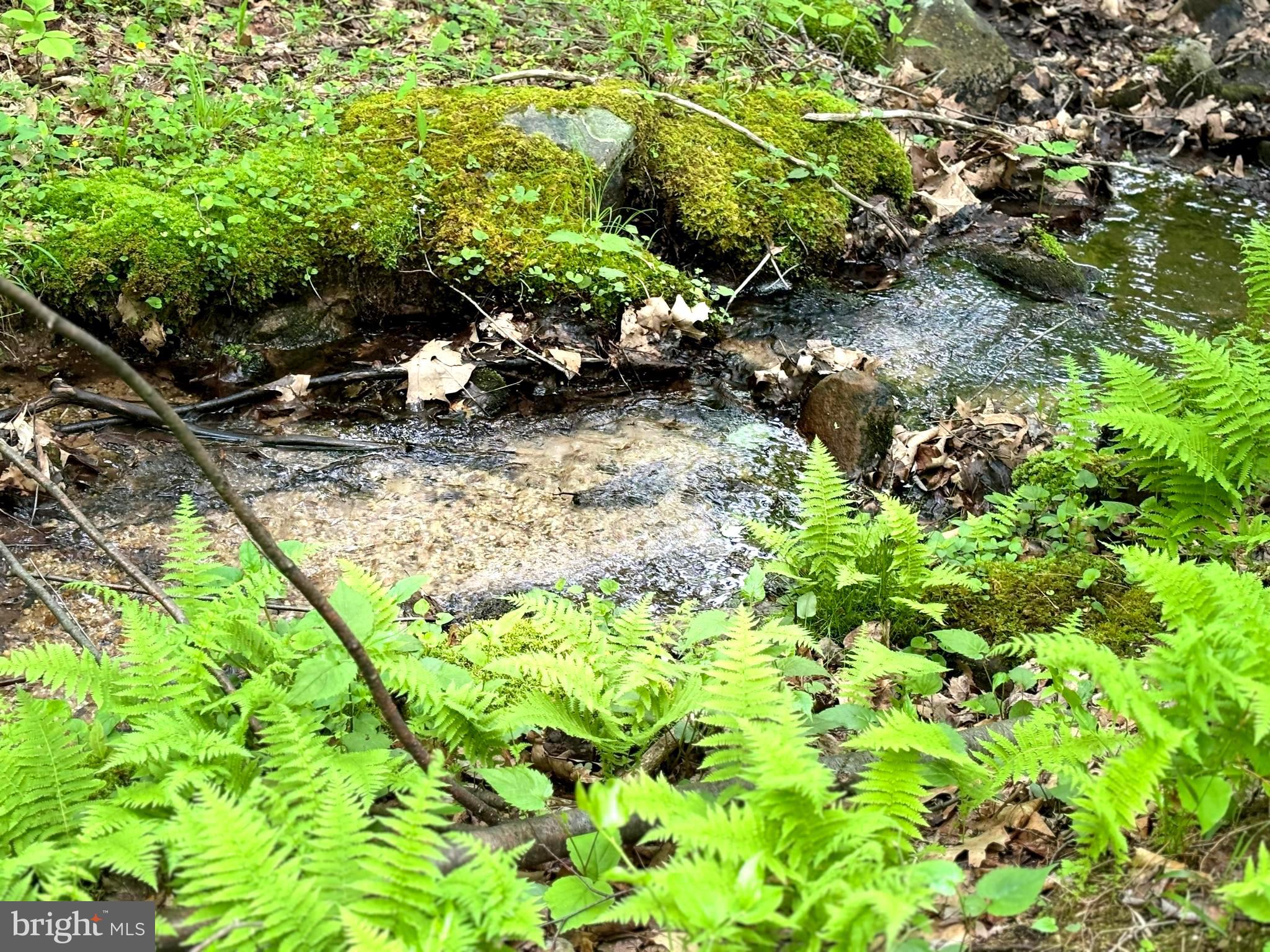 HIGHLY SOUGHT-AFTER DOLLY SODS, WILD, WONDERFUL AND WET. THE ONLY ONE-OF-A-KIND, A COLD MOUNTAIN SPRING CONSTANTLY RUNS THROUGH THIS PROPERTY. IT IS SURROUNDED BY 17,371 ACRES OF THE MONONGAHELA NATIONAL FOREST; IT IS WITHIN WALKING DISTANCE OF 47 MILES OF HIKING, BACKPACKING, AND SEEDED GAME TRAILS. AT AN ELEVATION OF 4,700 FEET, WITH SPECTACULAR VIEWS, IT'S EASY TO SEE WHY SO MANY NATURE LOVER TRUST THE CLIME AND MAKE THEIR WAY TO COOL OFF IN THIS MAGNIFICENT WILDERNESS AREA. TROUT FISHING, WHITEWATER KAYAKING, CANOEING, CANAAN VALLEY, AND SENECA ROCKS ARE ONLY MINUTES AWAY. BIRD WATCHERS AND STARGAZERS ALSO ENJOY THIS AREA. WHY WOULDN'T YOU! THE PROPERTY HAS BEEN PERKED TESTED UNDERGROUND POWER AND  A CONSTANT WATER SOURCE. THE AIR IS FRESH AND PURE. IN LATE SUMMER, PICK HUCKLEBERRIES; IN THE FALL, THE FOLIAGE IS SECOND TO NONE. IT'S EASY TO BE A SUCCESSFUL HUNTER IF THAT'S YOUR GAME. CALL ME. LET ME SHOW YOU SOMETHING LIKE YOU HAVE NEVER SEEN BEFORE. TRUST THE CLIME!