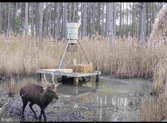 Affordable Eastern Shore Hunting Property – 14.6 Acres

Have you been searching for an affordable place to hunt Sika deer and ducks? This 14.6-acre parcel offers excellent hunting opportunities with multiple potential stand locations throughout the property. Several mature Sika stags have been regularly observed using the land, making this an attractive option for hunters looking to establish their own private retreat.

Deer stands and feeders can convey with an acceptable offer, allowing you to start hunting right away. Conveniently located just 25 minutes from Cambridge, this property combines accessibility with the privacy and wildlife habitat hunters seek.

Don't miss this opportunity to own your own piece of hunting ground on Maryland's Eastern Shore!