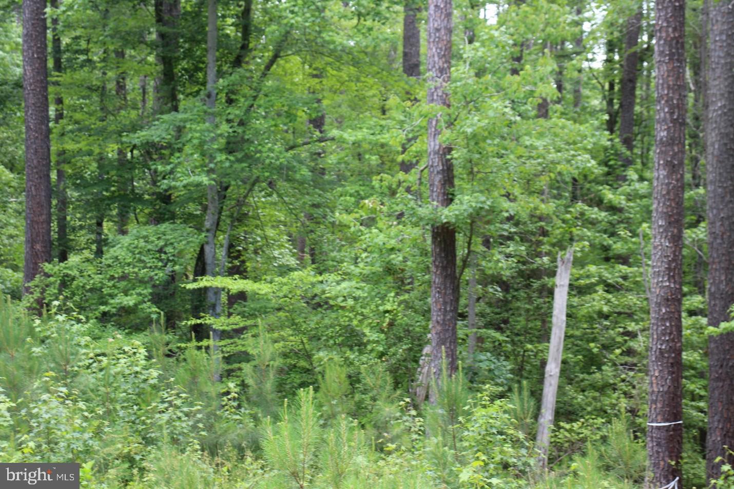 FITZHUGH'S BLUFF - Land