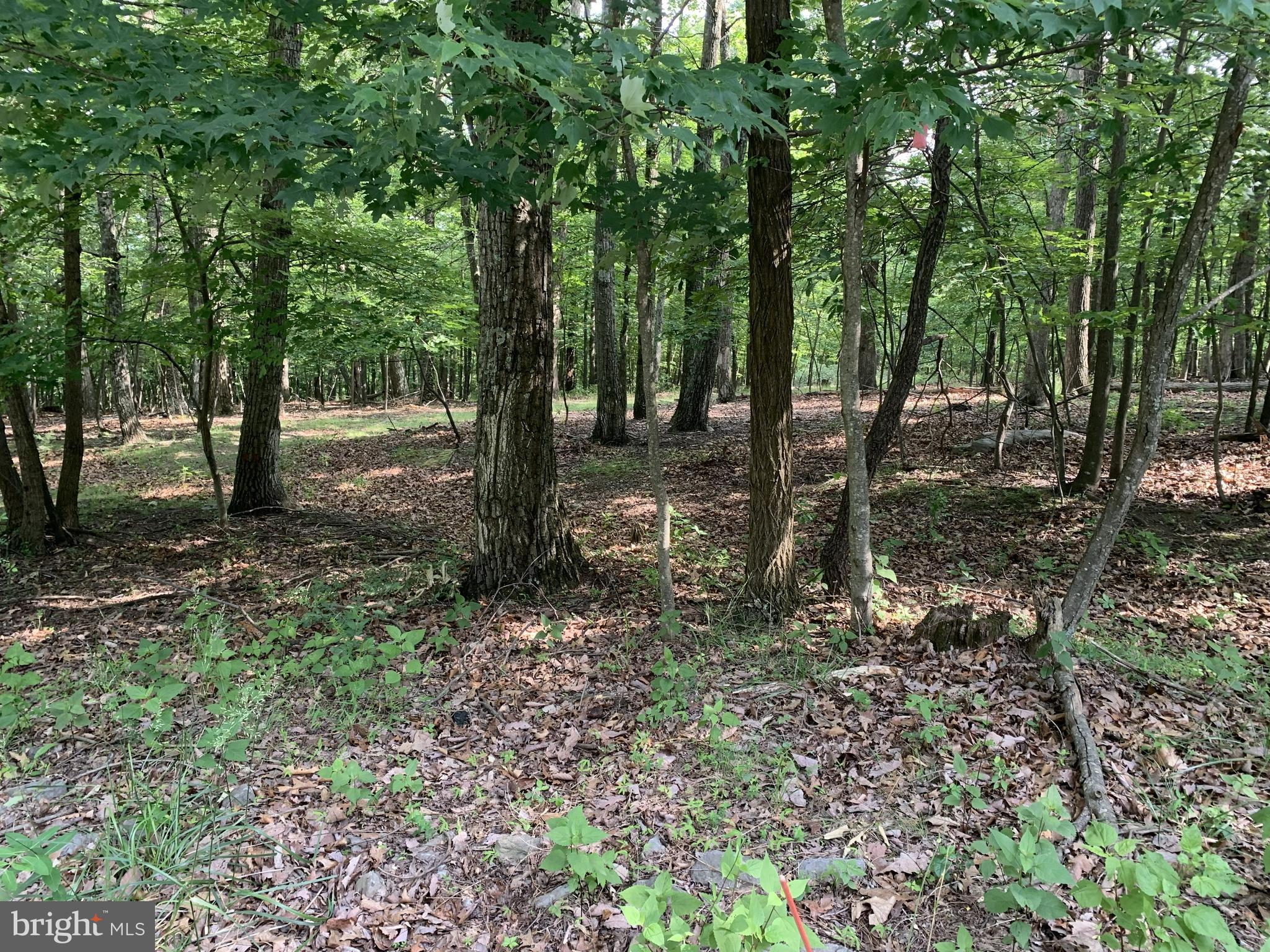Build your dream home on this exceptional 5-acre homesite in the desirable Crescent Orchards community of Hedgesville, West Virginia. Nestled among mature woods and surrounded by stunning mountain views, Lot 55 offers the perfect blend of privacy, natural beauty, and outdoor recreation. The property features an approved perc test.

Located in a peaceful community where all lots are five acres or larger, you'll enjoy a quiet, low-density setting with plenty of room to spread out. Community amenities include a stocked fishing pond, gazebo, picnic area, and direct access to the 28,000-acre Sleepy Creek Wildlife Management Area, offering endless opportunities for hiking, hunting, fishing, camping, and exploring nature.

Despite its secluded feel, Crescent Orchards is conveniently located within easy commuting distance of Martinsburg, Inwood, Winchester, and Hagerstown. HOA services include private road maintenance, snow removal, and upkeep of common areas. Whether you're planning a full-time residence, mountain retreat, or weekend getaway, this beautiful property offers an outstanding opportunity to enjoy the best of West Virginia living.
The owner is a custom builder and is open to discussing building the buyer a custom home.
Sign will be up this week.