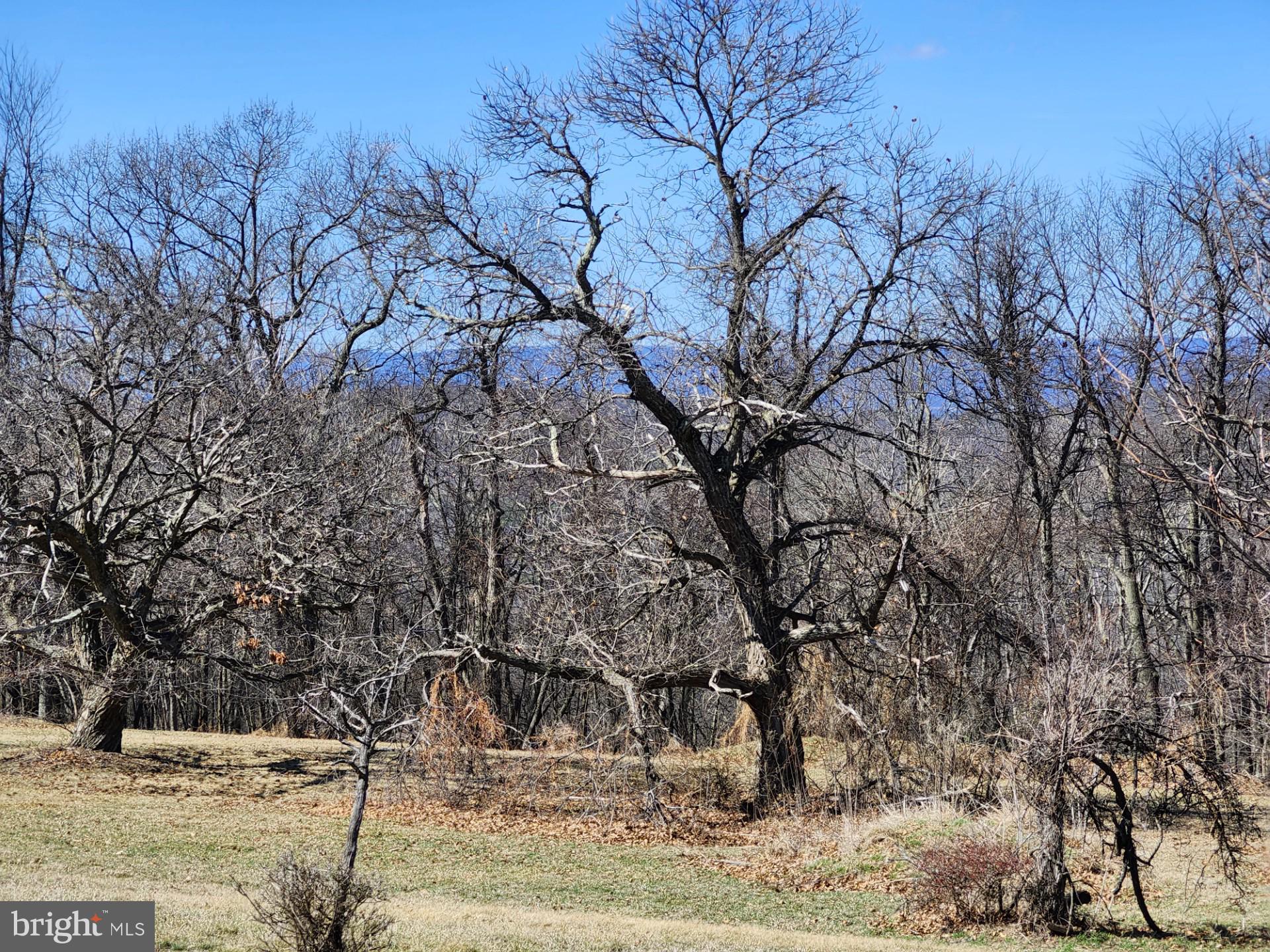 HIGH MOUNTAIN ORCHARD - Land