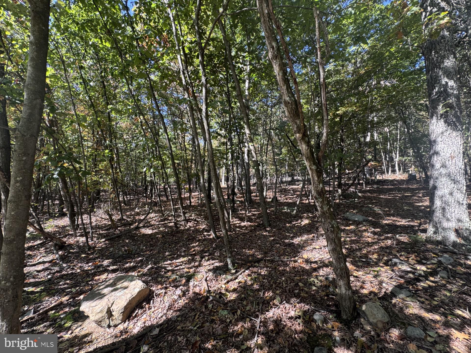 CACAPON EAST - Land