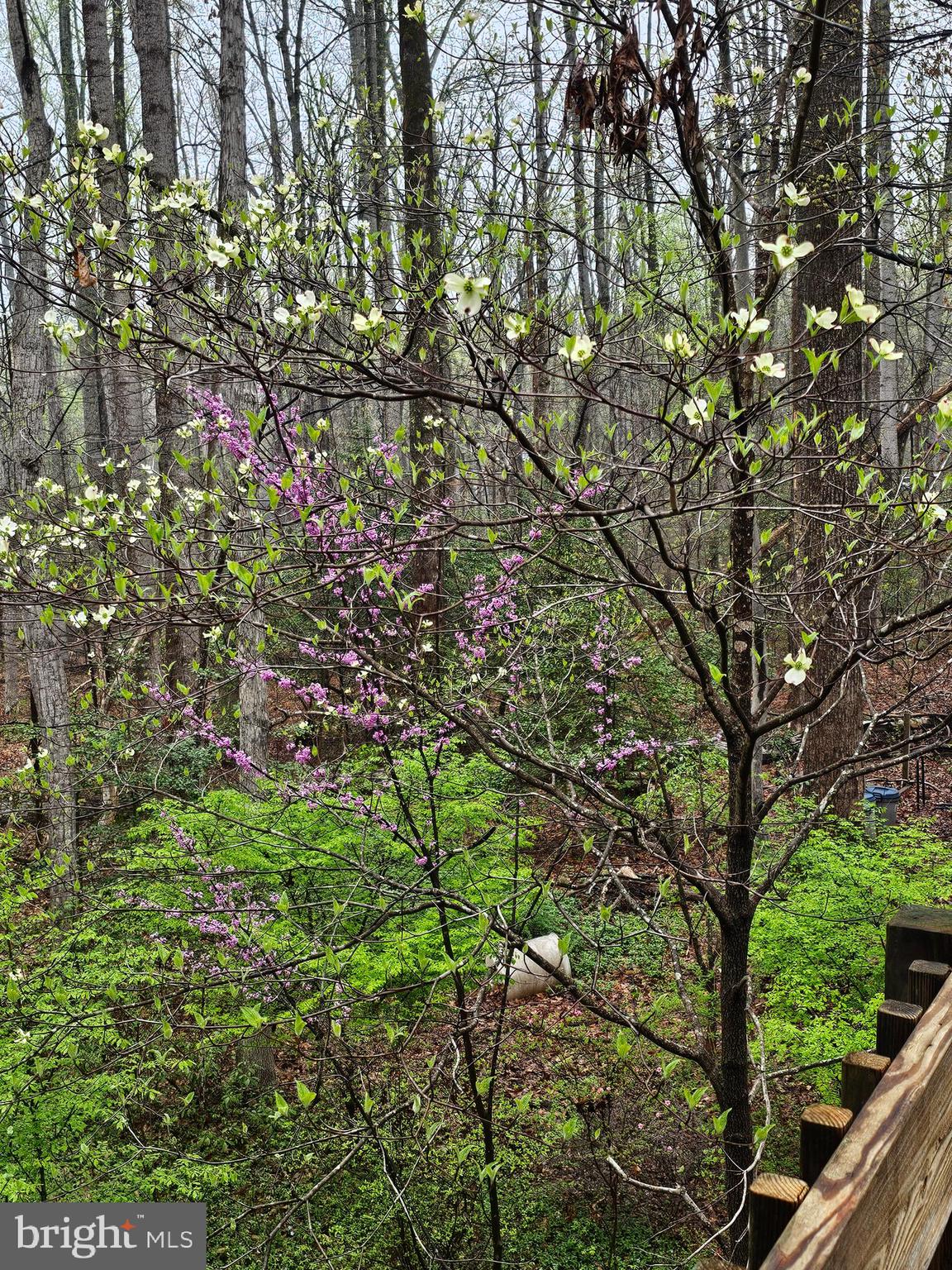 SHENANDOAH - Residential