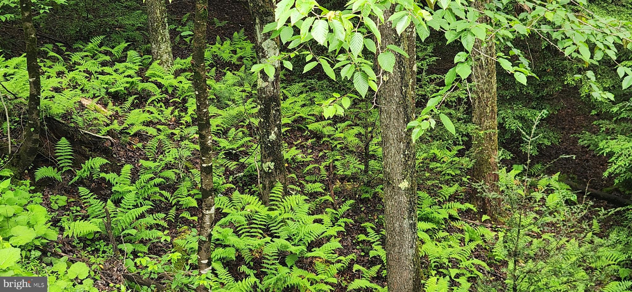 Youghiogheny River access! LOT 12 is a 2.9 acre lot with private STREAM in the gated community of Timbers on the Yough. Mature pines, evergreens, and hardwoods. Riverfront community common area. Conveniently located only minutes from downtown Oakland and the Deep Creek Lake area. Perc tested and approved for a 3BR dwelling.