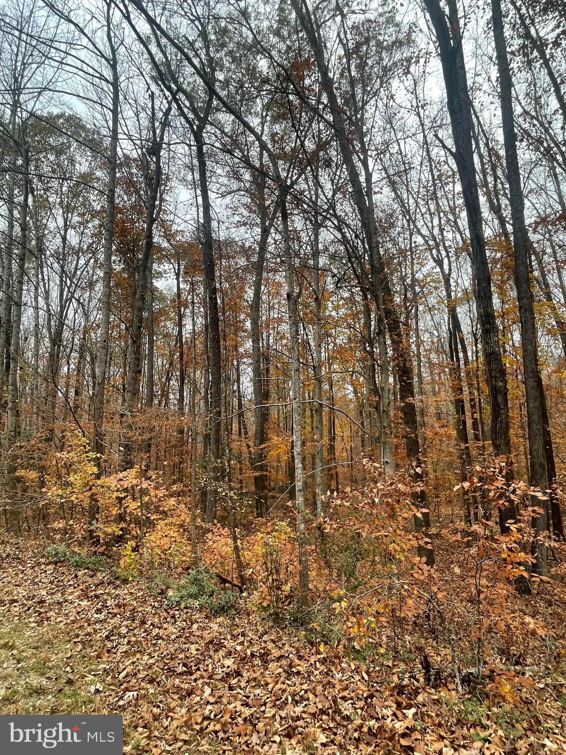 MILLWOOD - Land