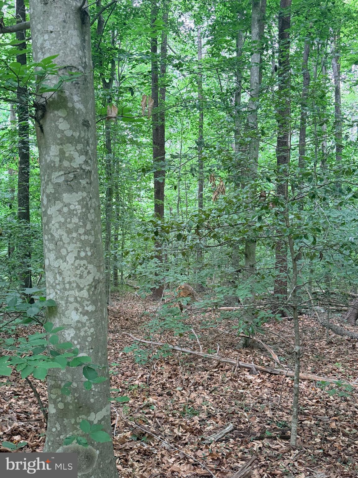 MILLWOOD - Land