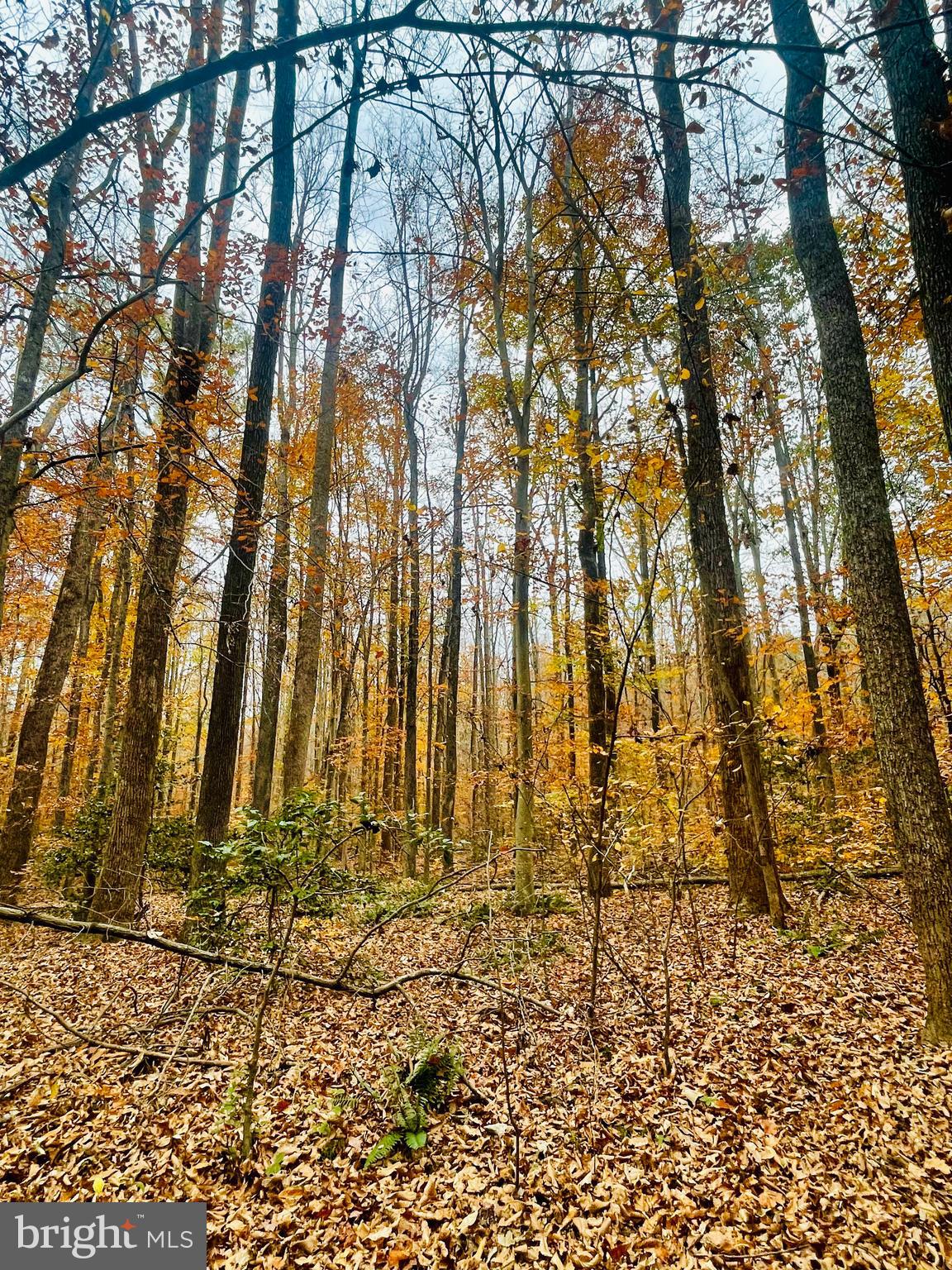 MILLWOOD - Land