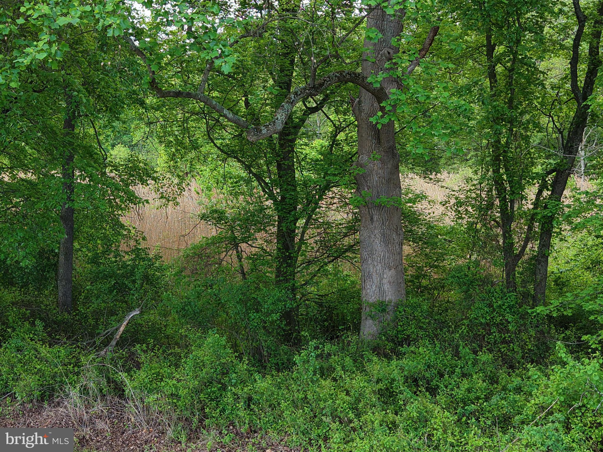 CHESTERTOWN - Land