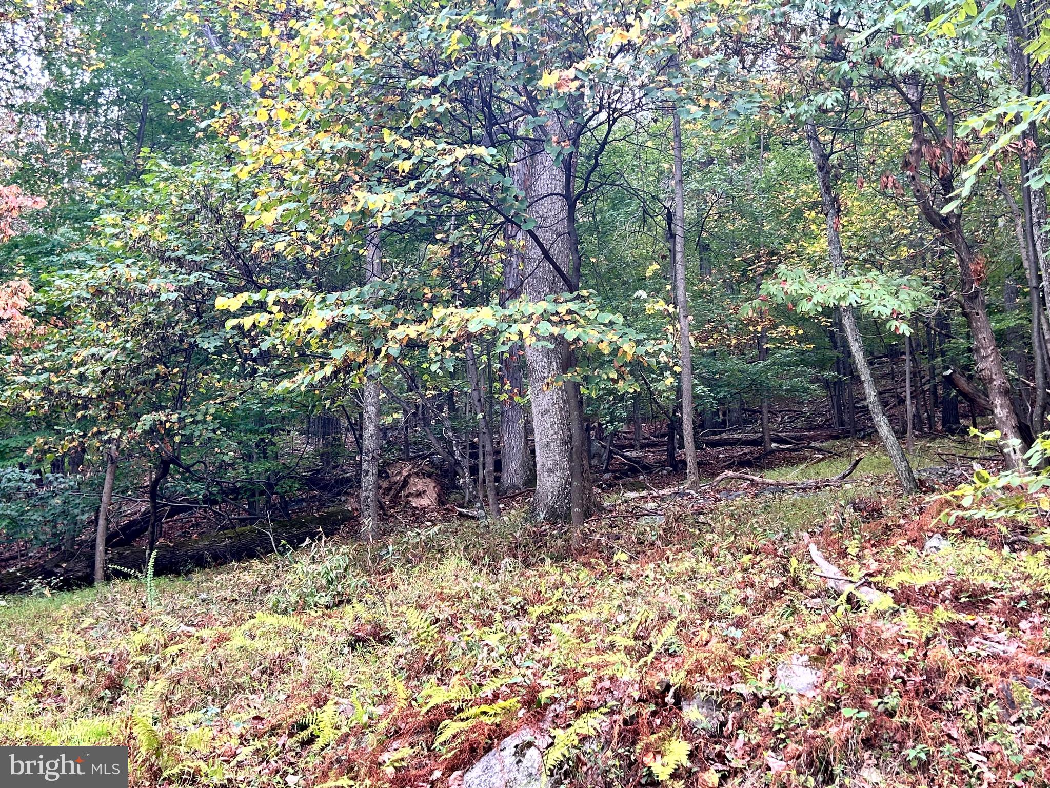 SLEEPY HOLLOW - Land