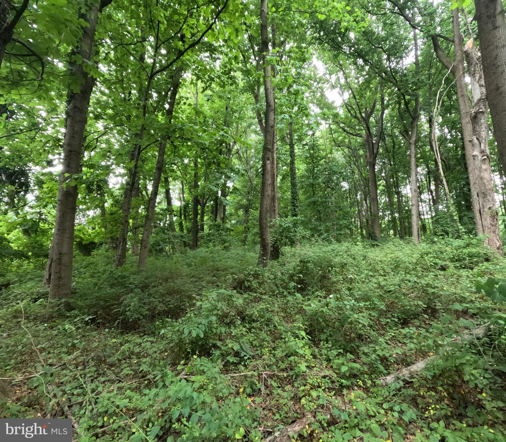 WHEATON OUT RES. (2) - Land