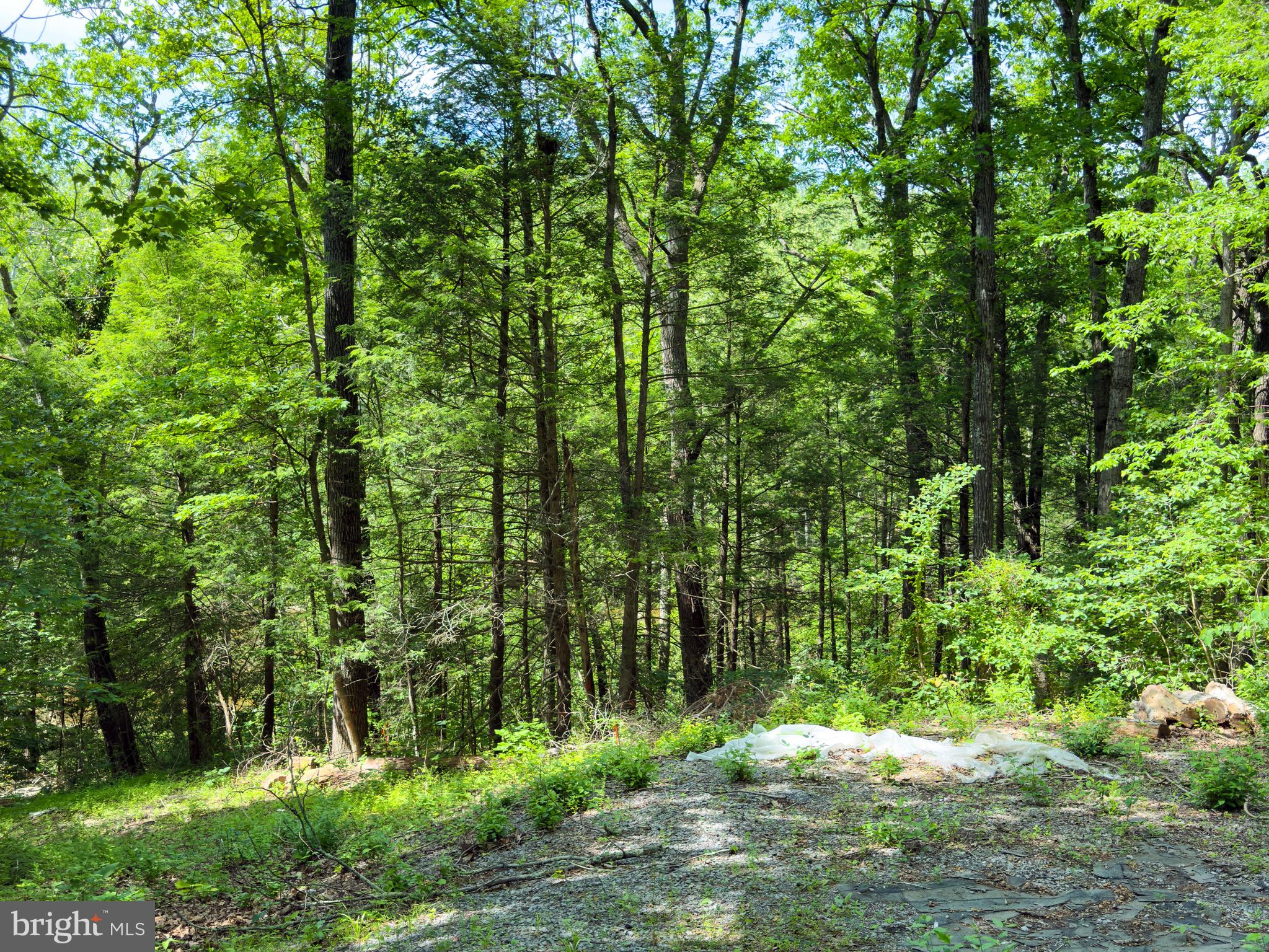 GLENWOOD FOREST - Land