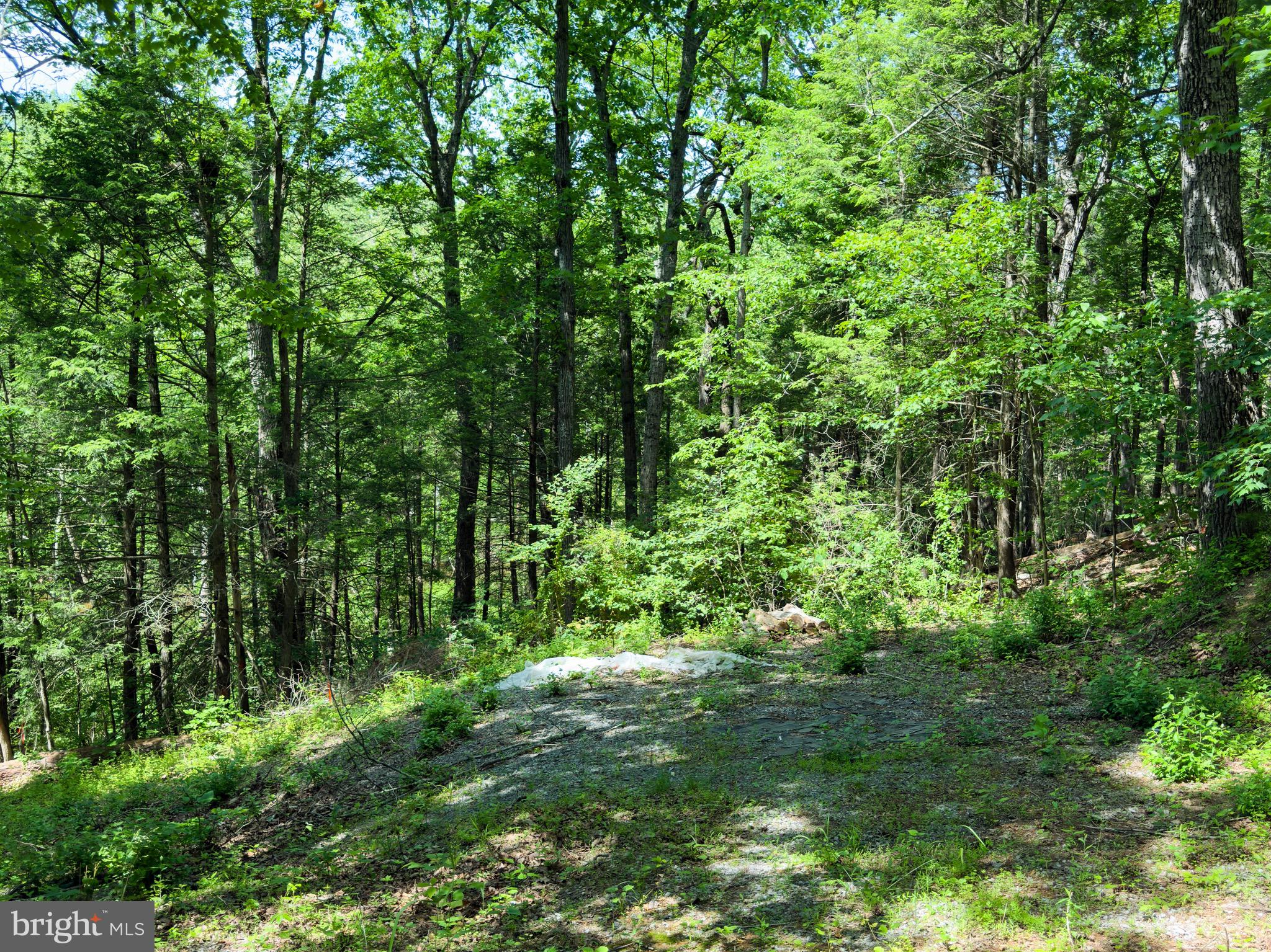 GLENWOOD FOREST - Land
