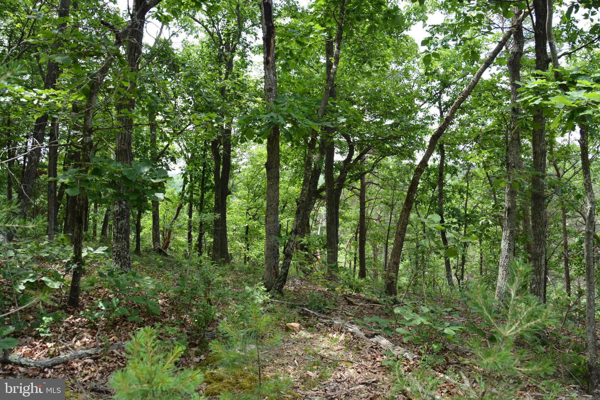 RHINE FOREST ESTATES - Land