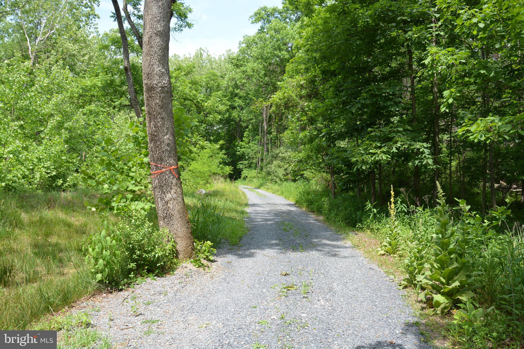 RHINE FOREST ESTATES - Land