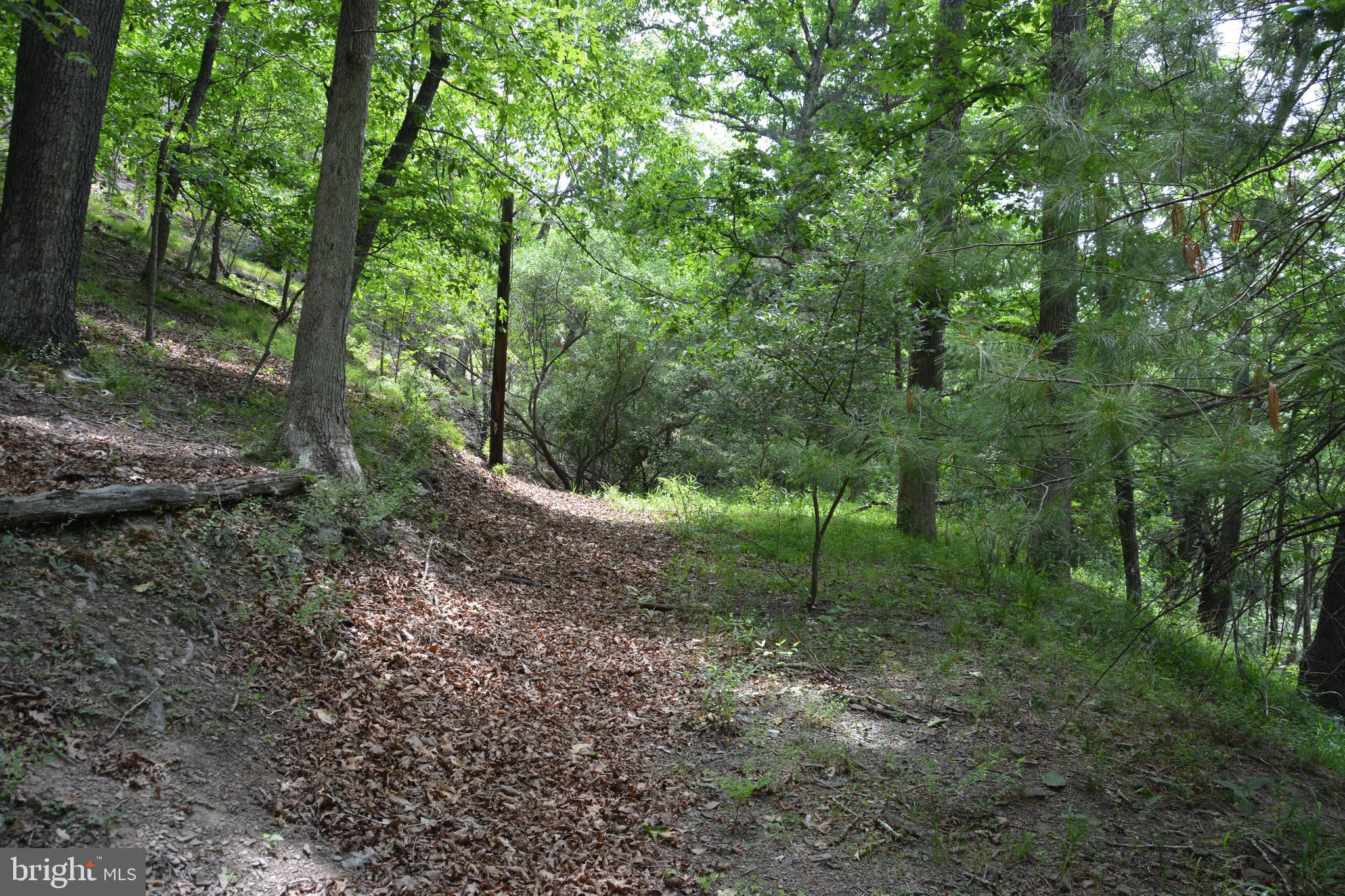 RHINE FOREST ESTATES - Land