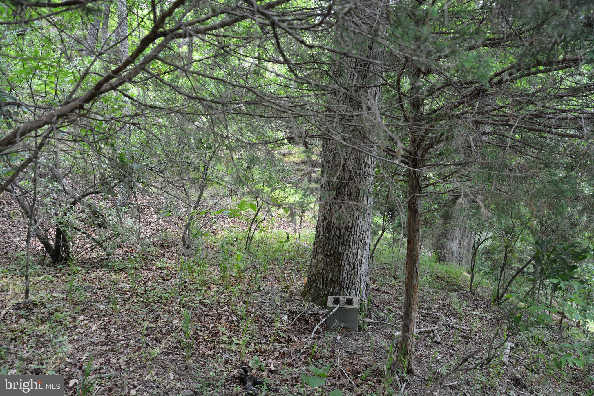 RHINE FOREST ESTATES - Land