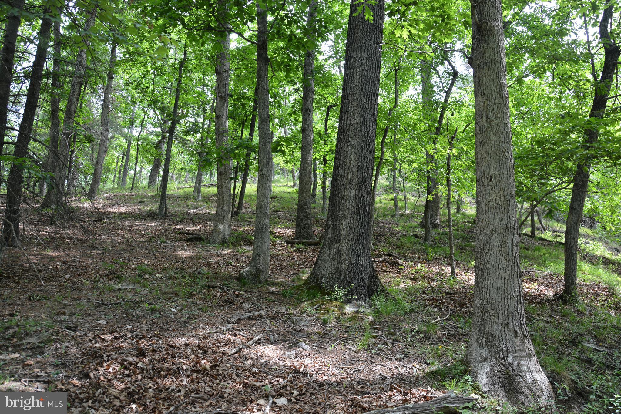 RHINE FOREST ESTATES - Land
