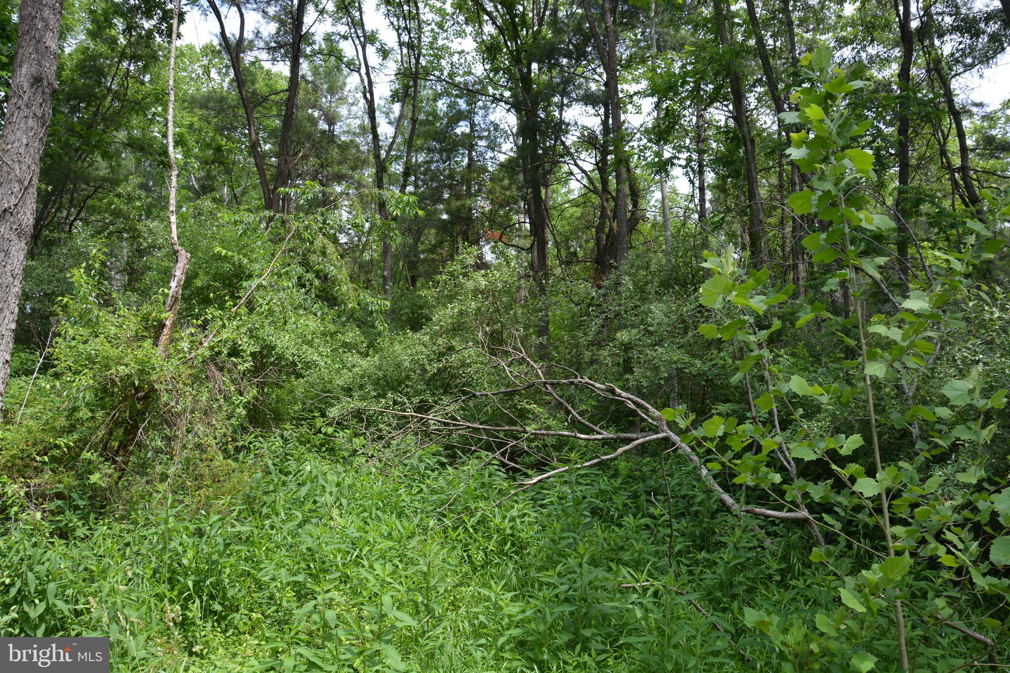 RHINE FOREST ESTATES - Land