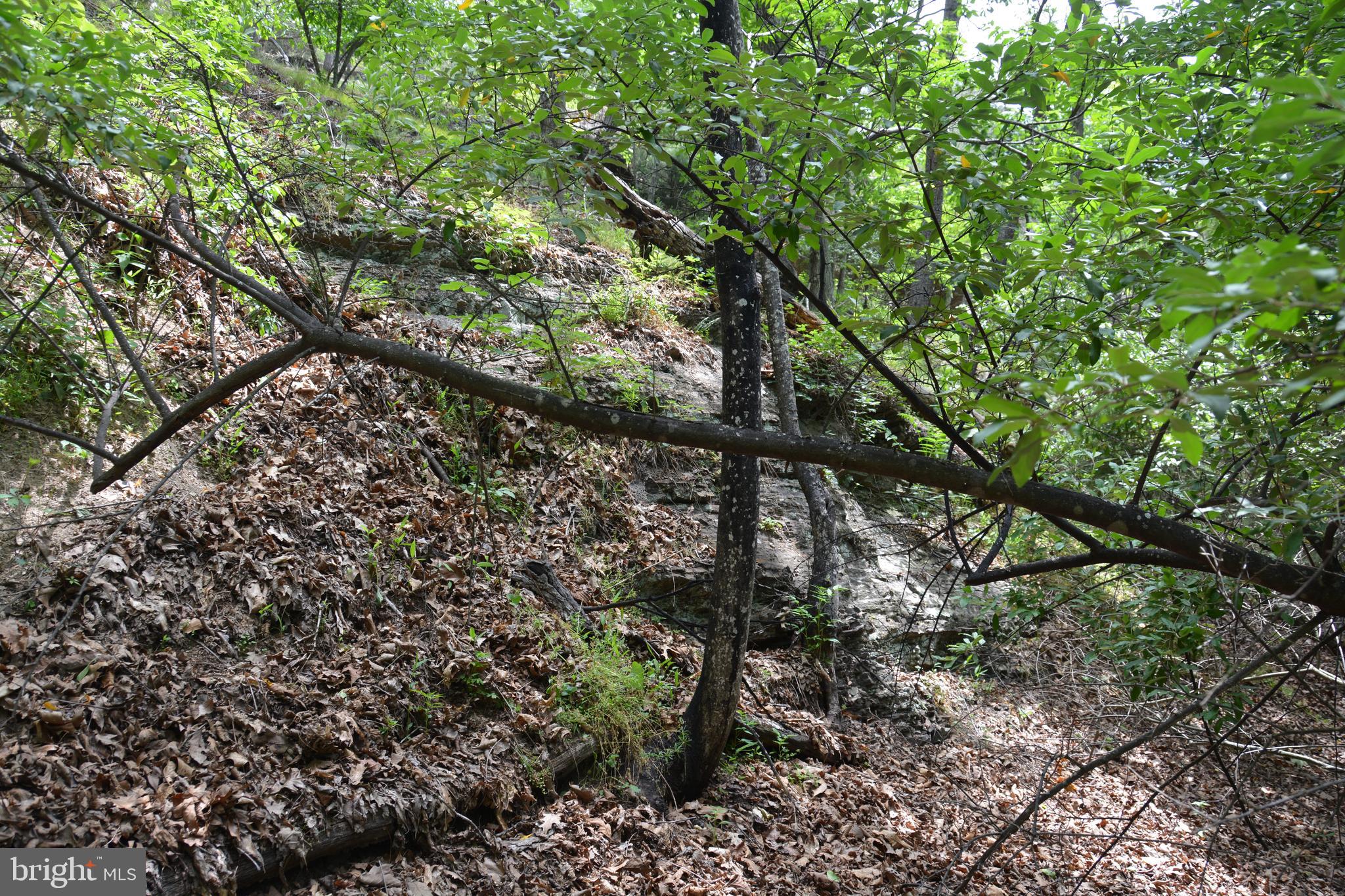 RHINE FOREST ESTATES - Land