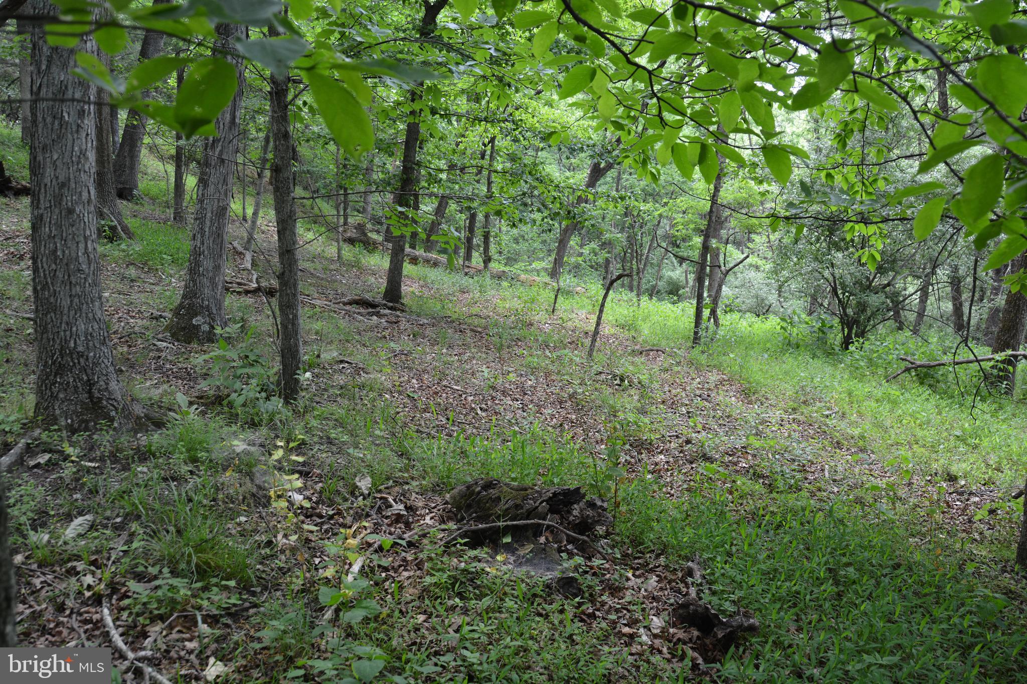 RHINE FOREST ESTATES - Land