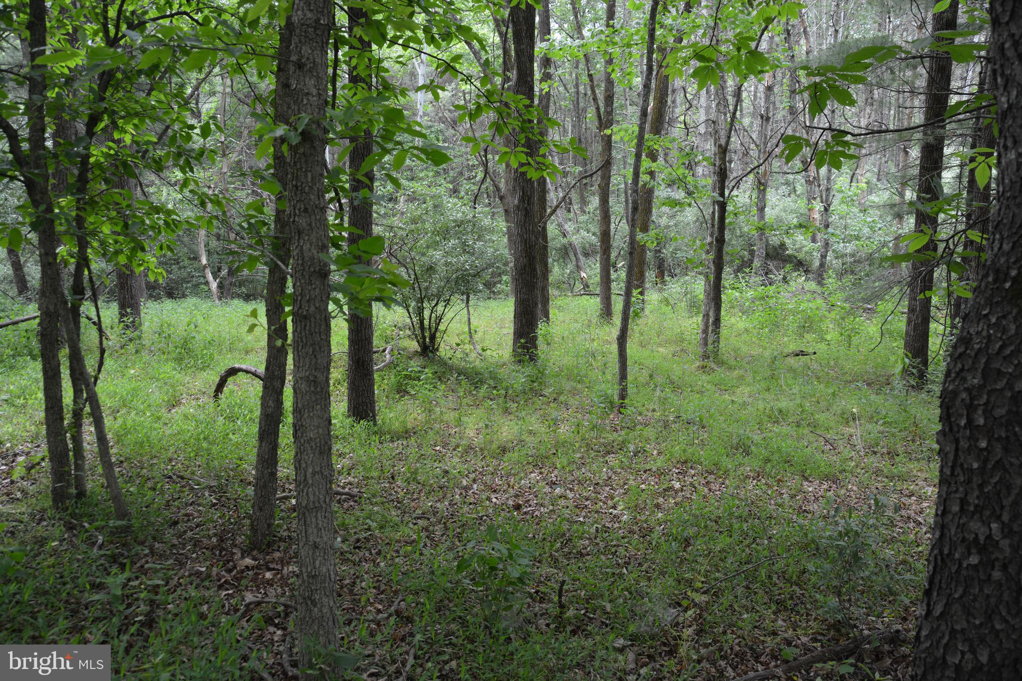 RHINE FOREST ESTATES - Land