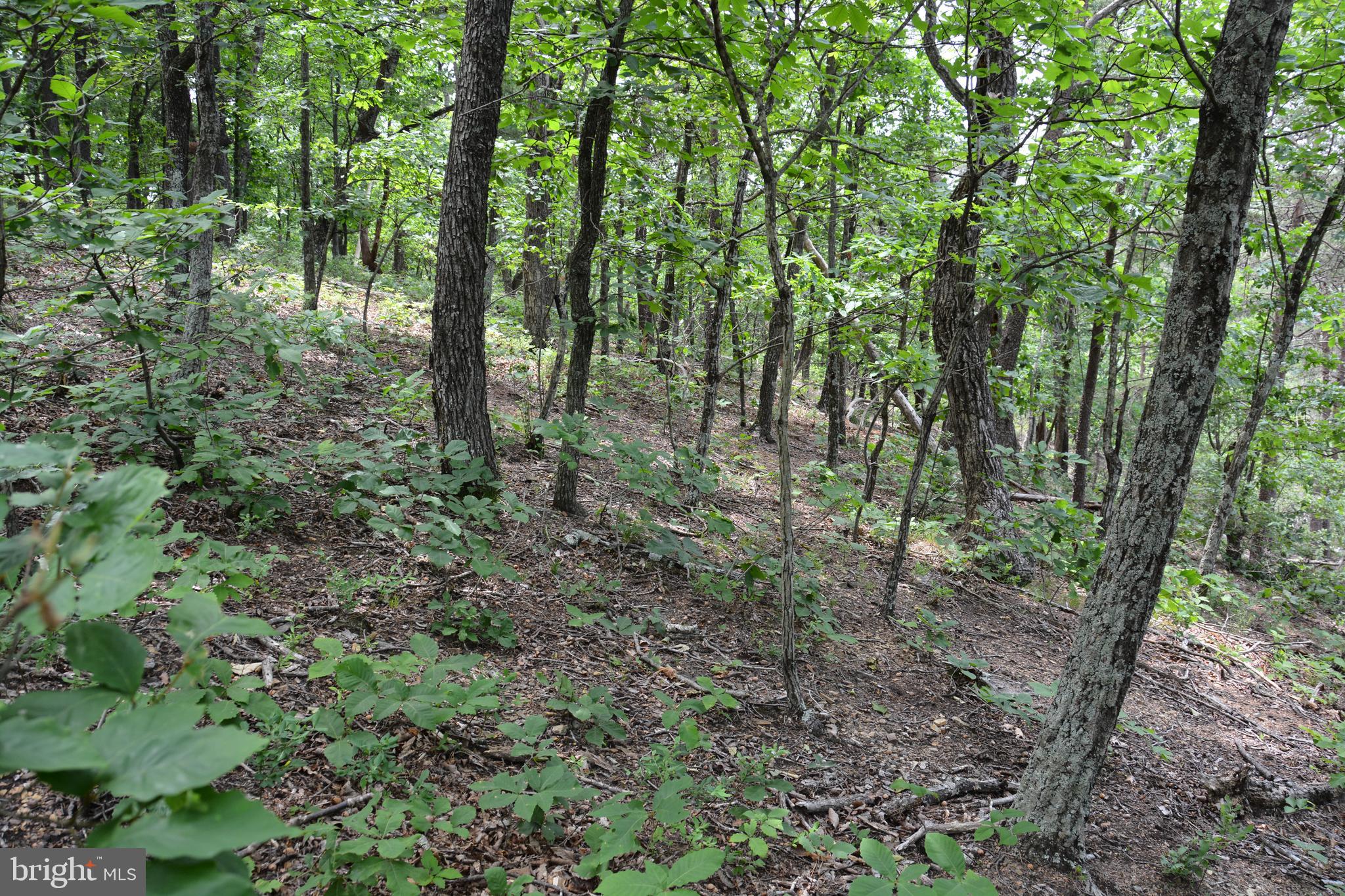 RHINE FOREST ESTATES - Land