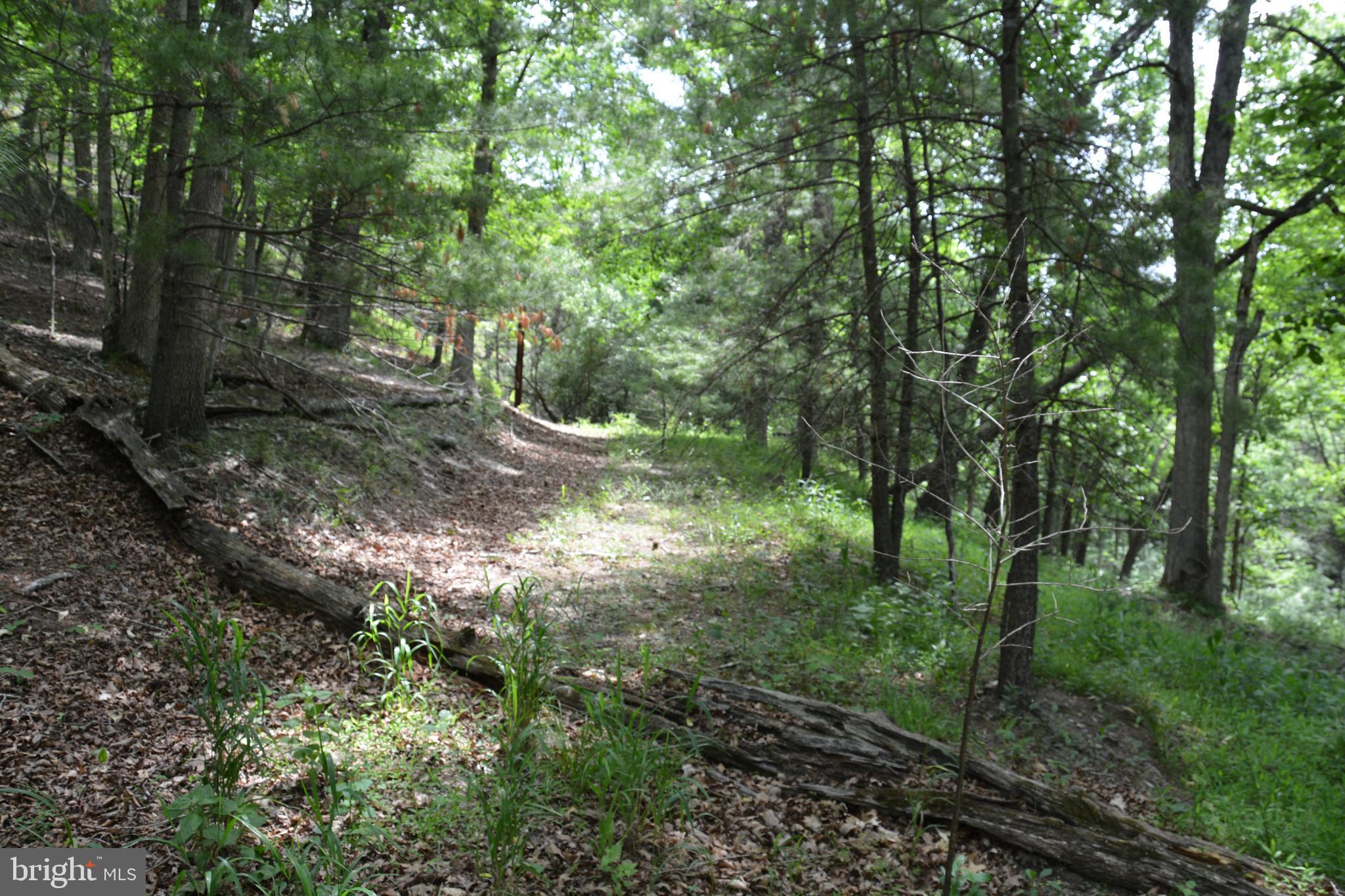 RHINE FOREST ESTATES - Land