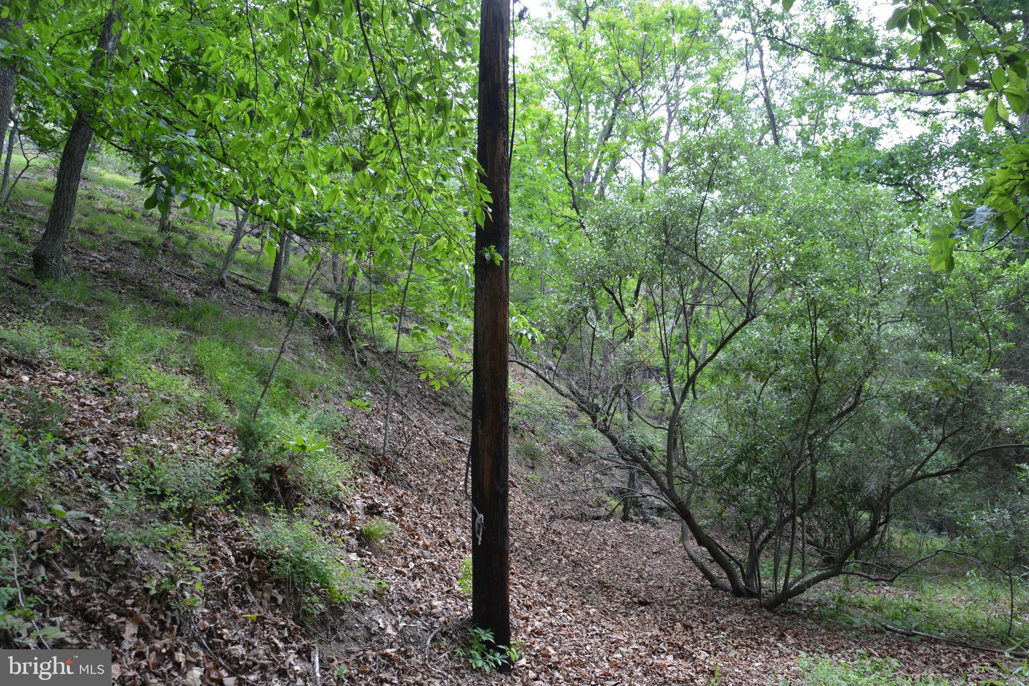 RHINE FOREST ESTATES - Land