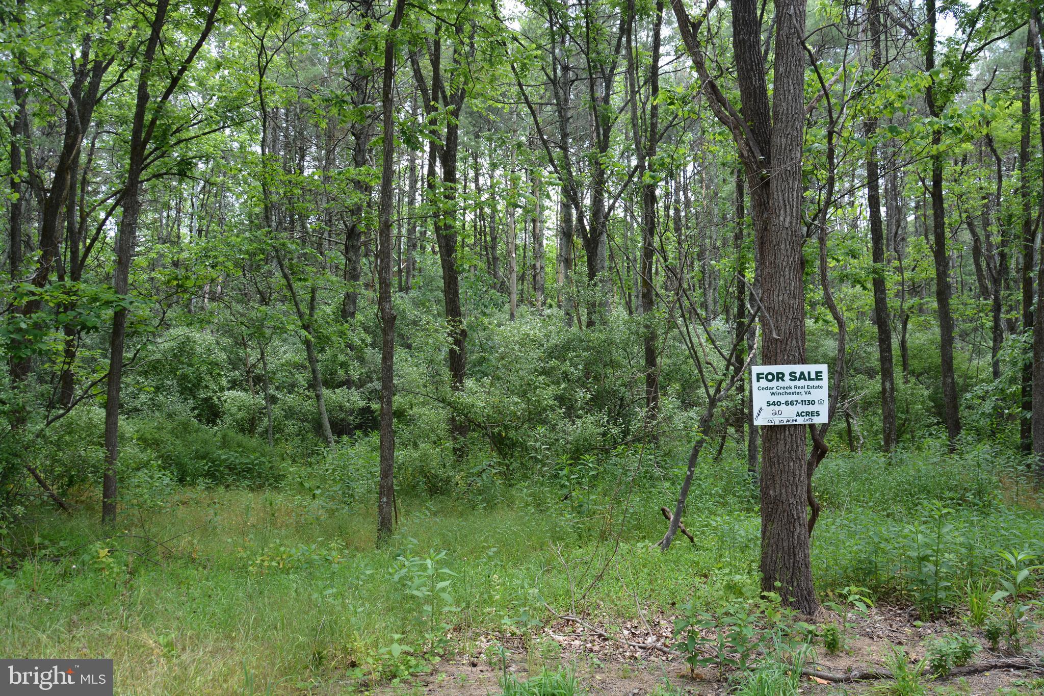 RHINE FOREST ESTATES - Land