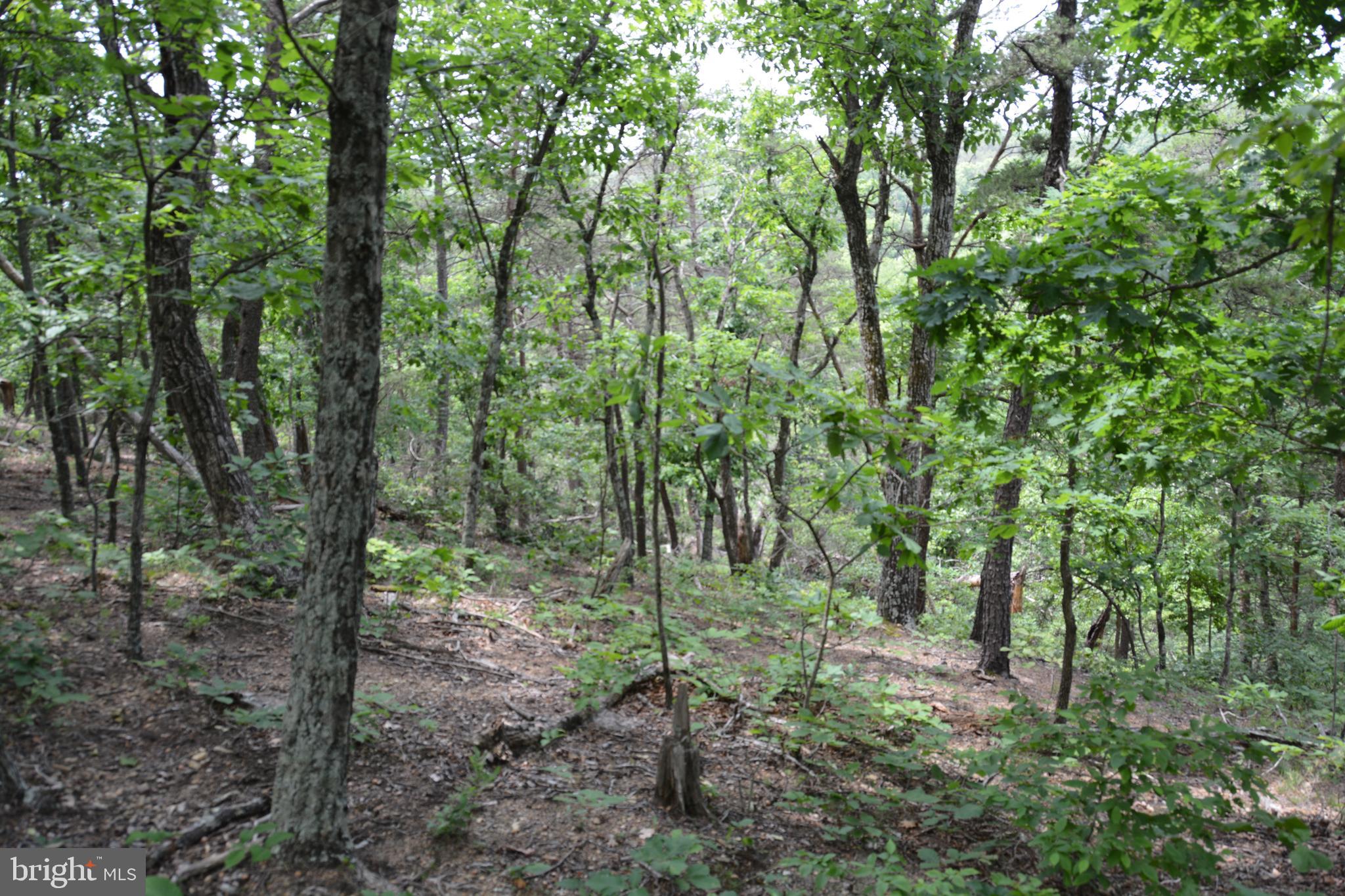 RHINE FOREST ESTATES - Land