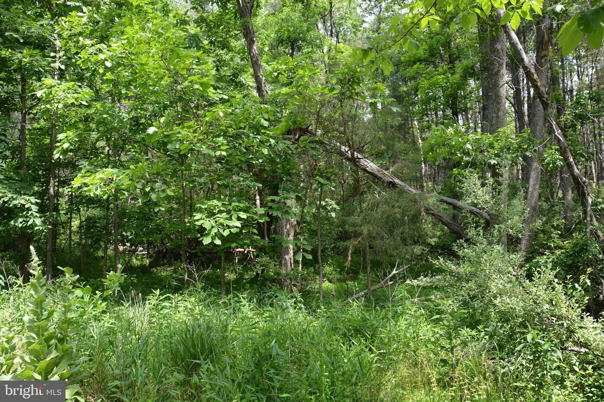 RHINE FOREST ESTATES - Land