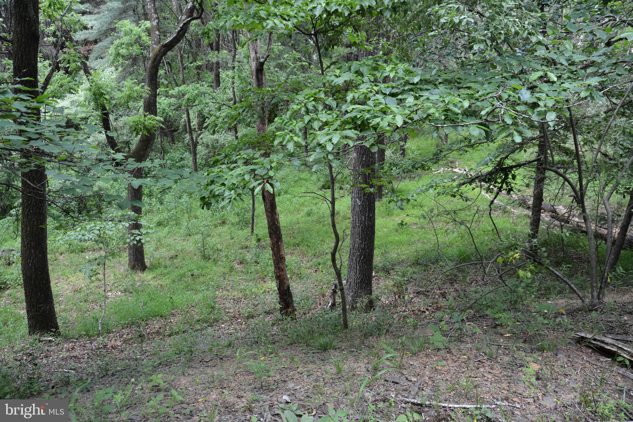 RHINE FOREST ESTATES - Land