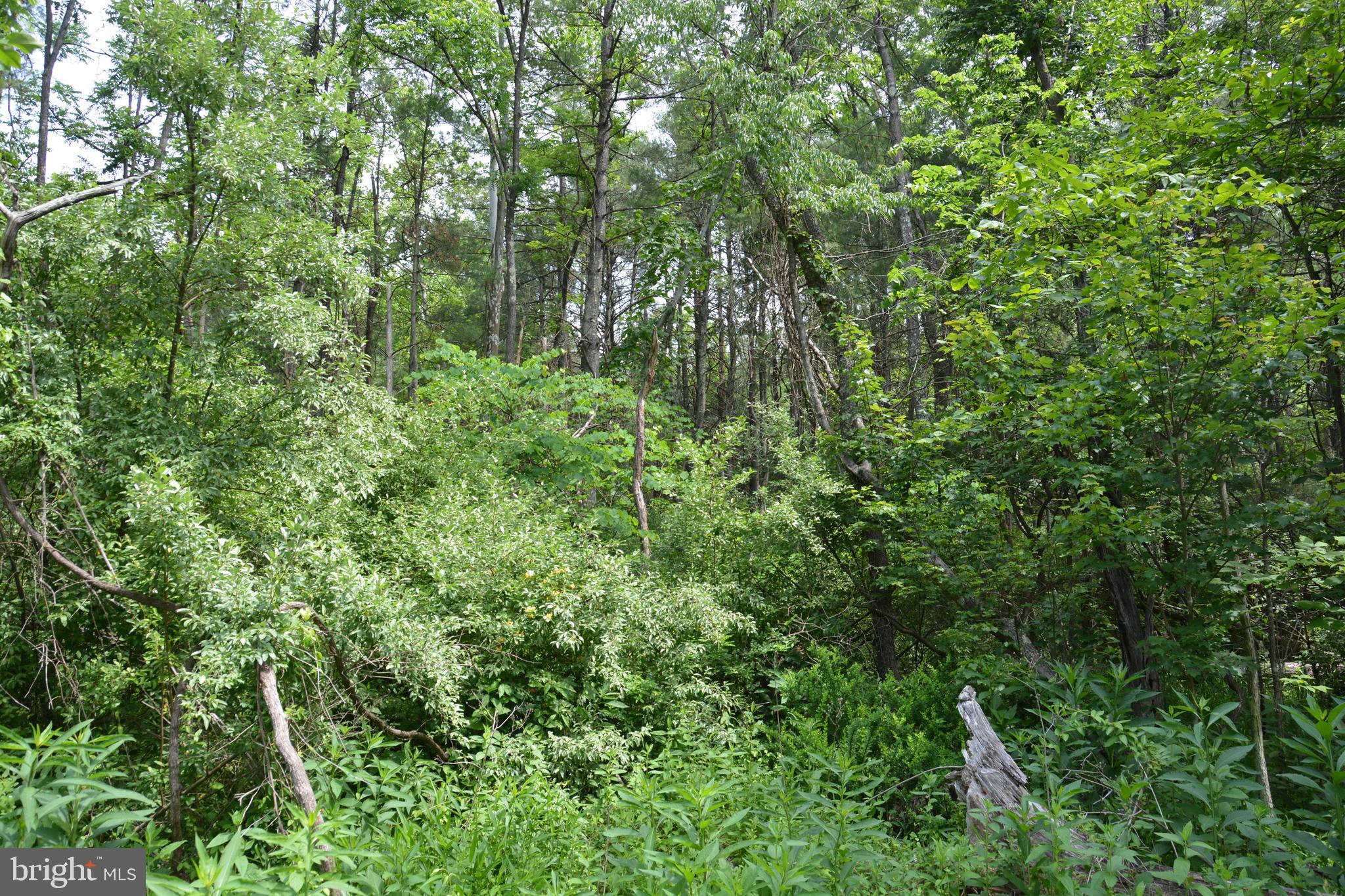 RHINE FOREST ESTATES - Land
