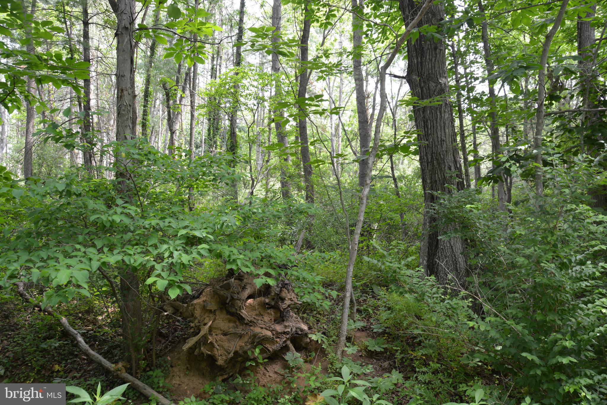 RHINE FOREST ESTATES - Land