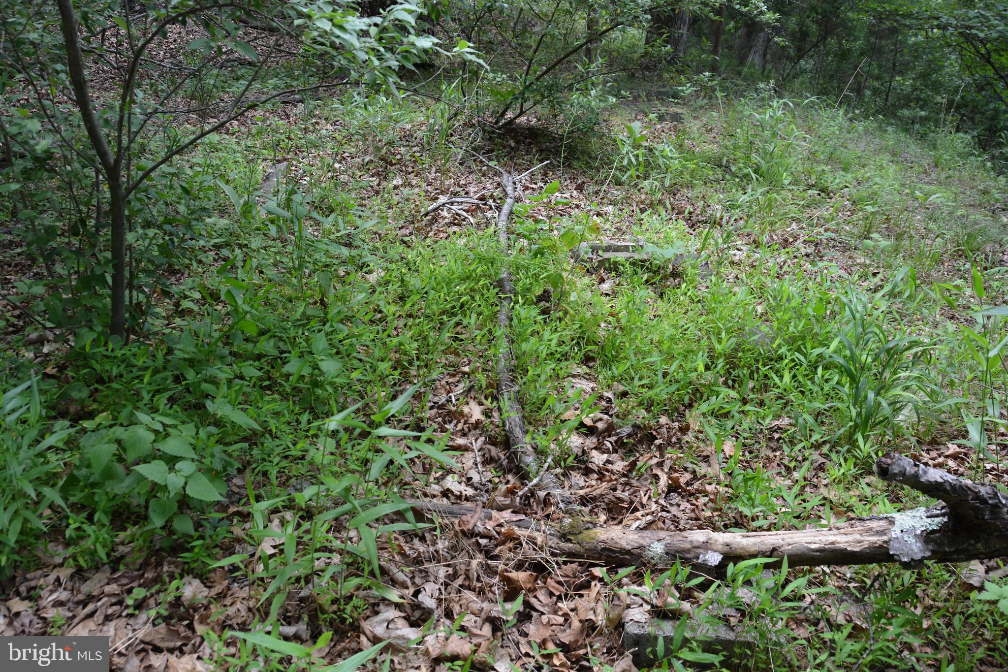 RHINE FOREST ESTATES - Land